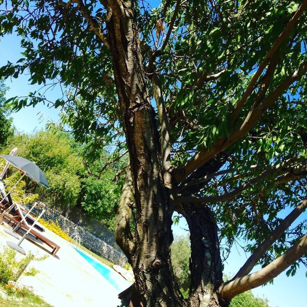 Abbraccio del Carrubo