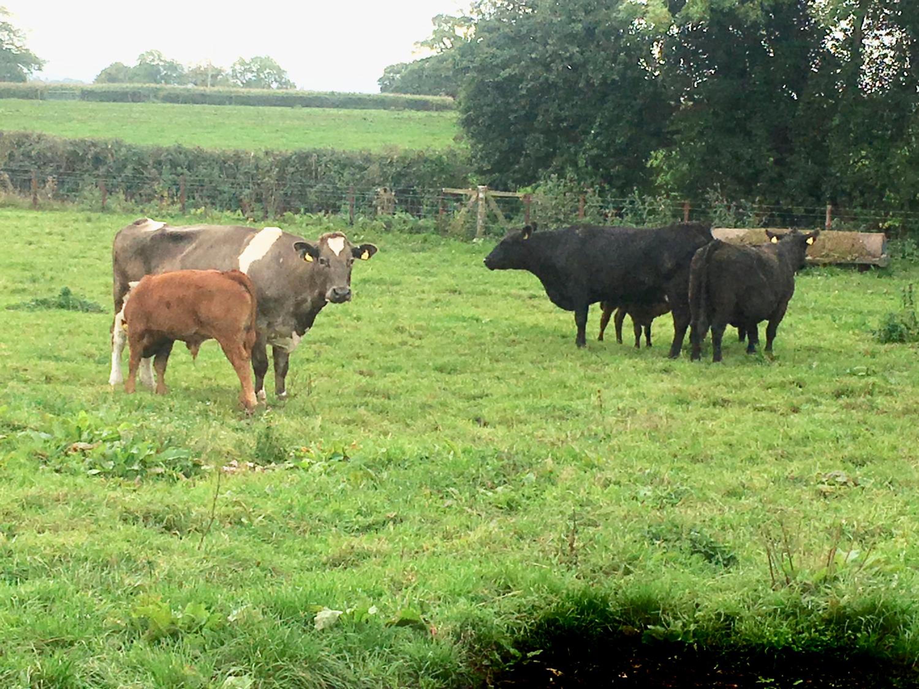 Norbin Farm view 5