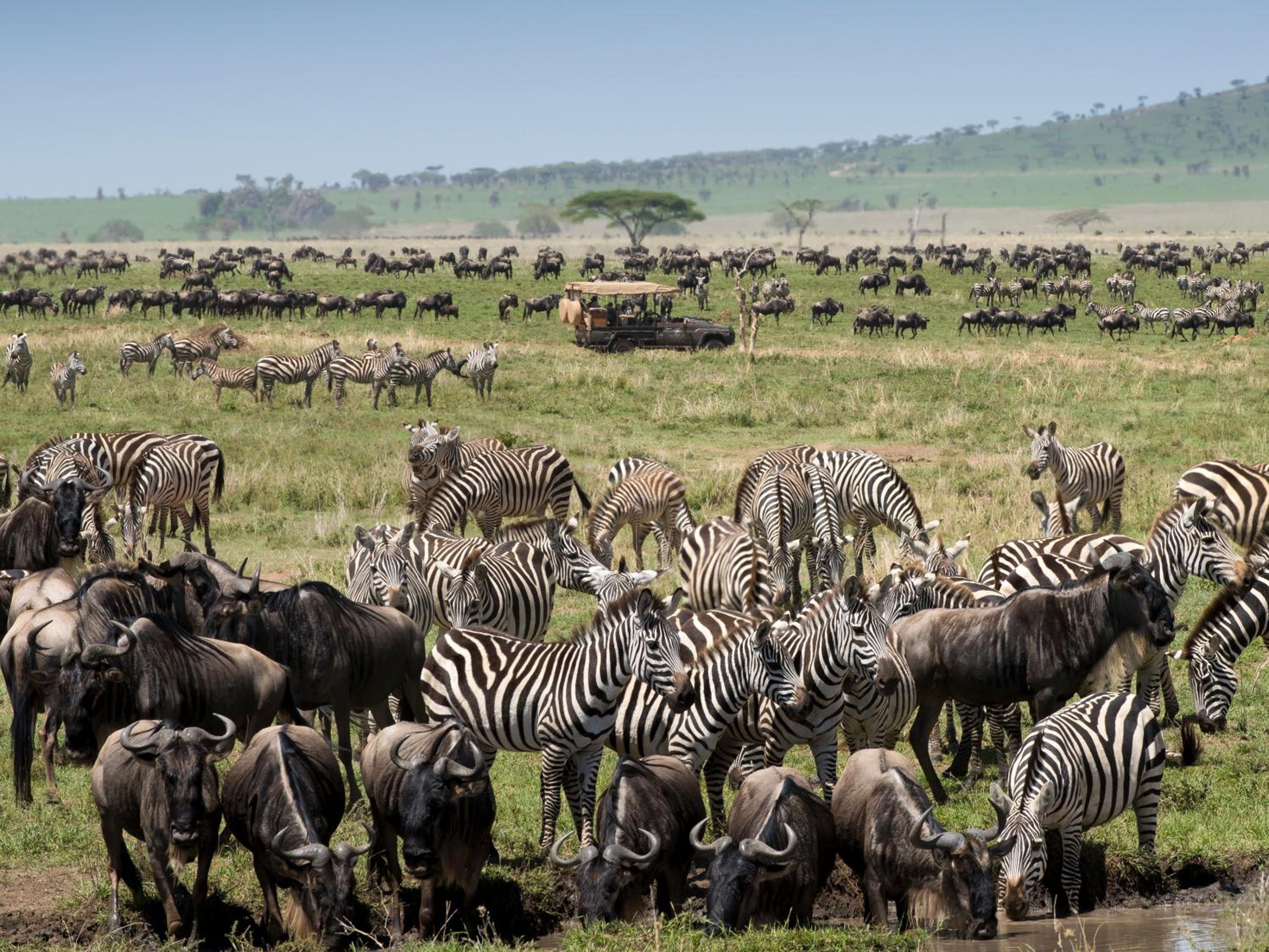 One Nature Nyaruswiga Serengeti