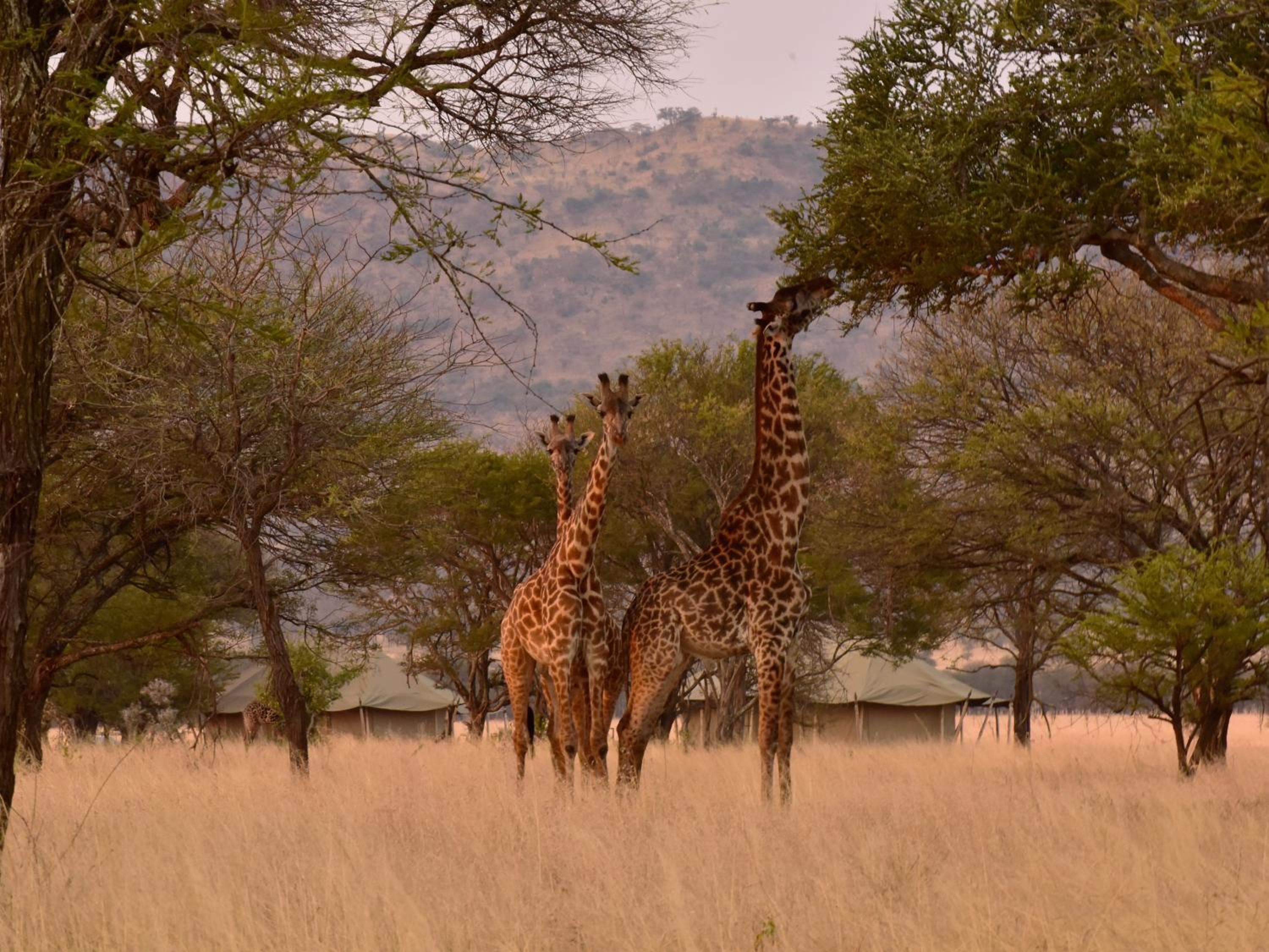One Nature Nyaruswiga Serengeti