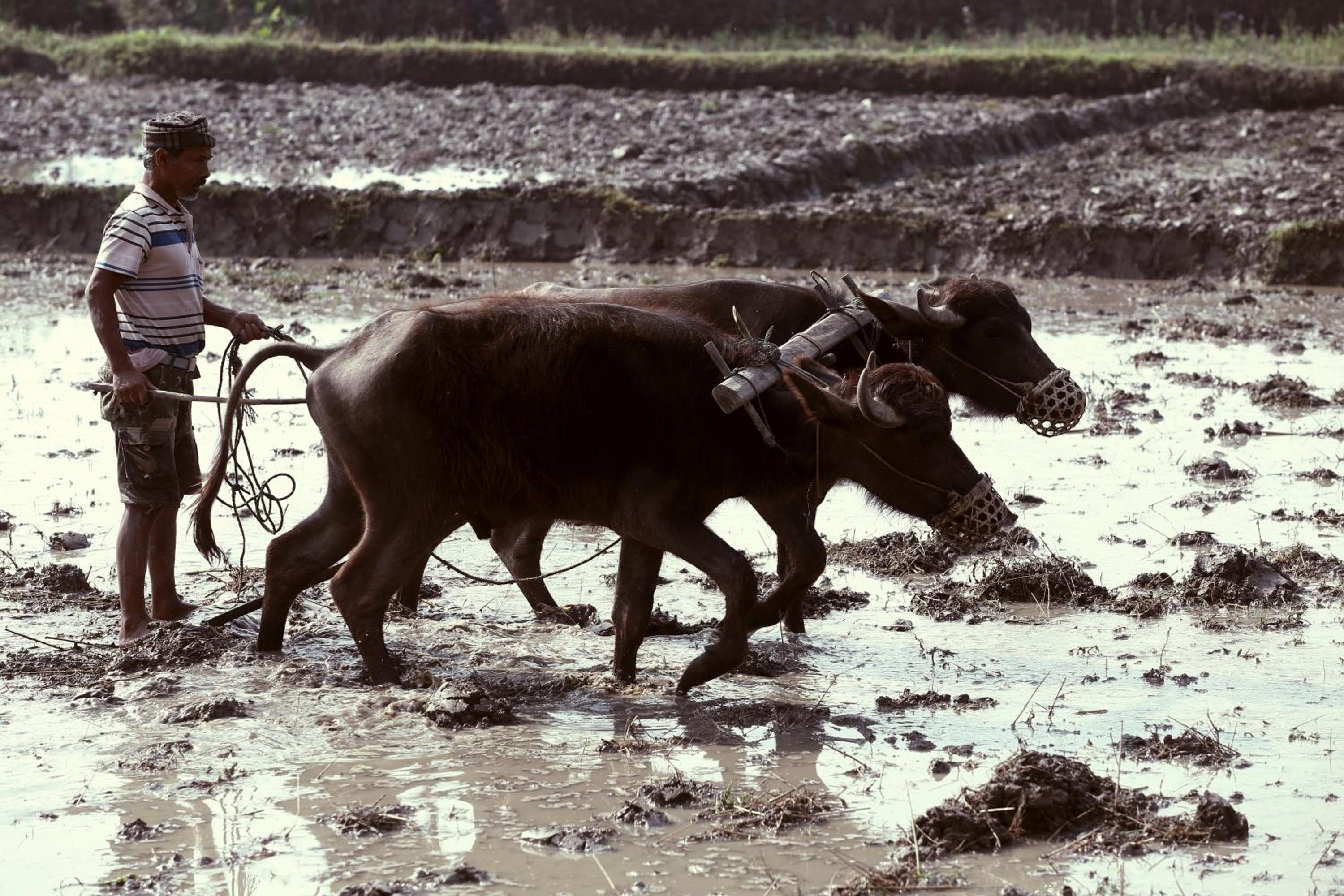 Nana Jungle Resort Near Chitwan National Park