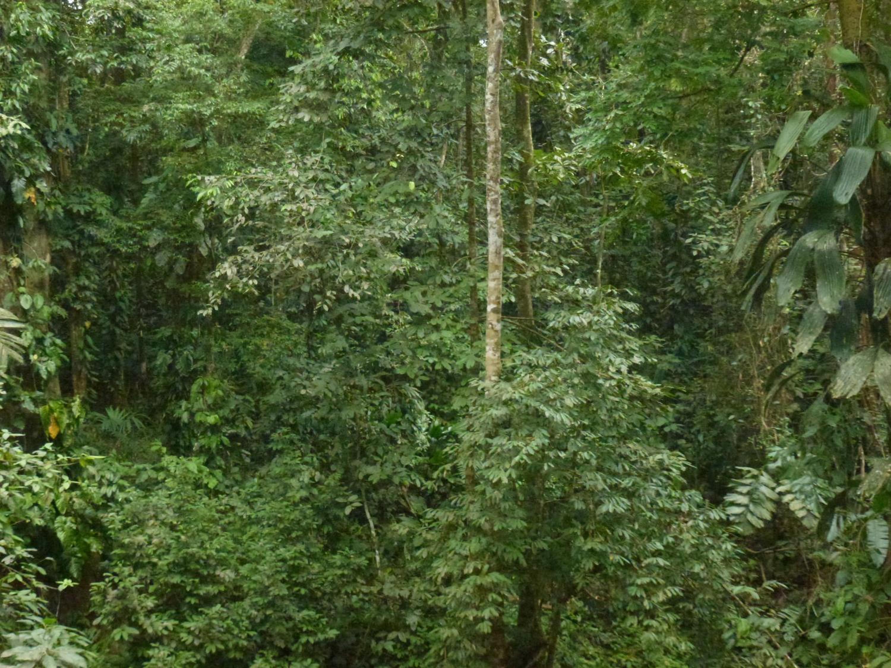 Finca Valeria Treehouses Glamping
