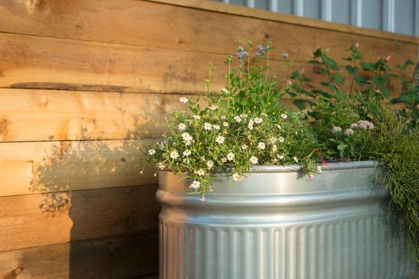 Mustard Seed B&B on the Llano