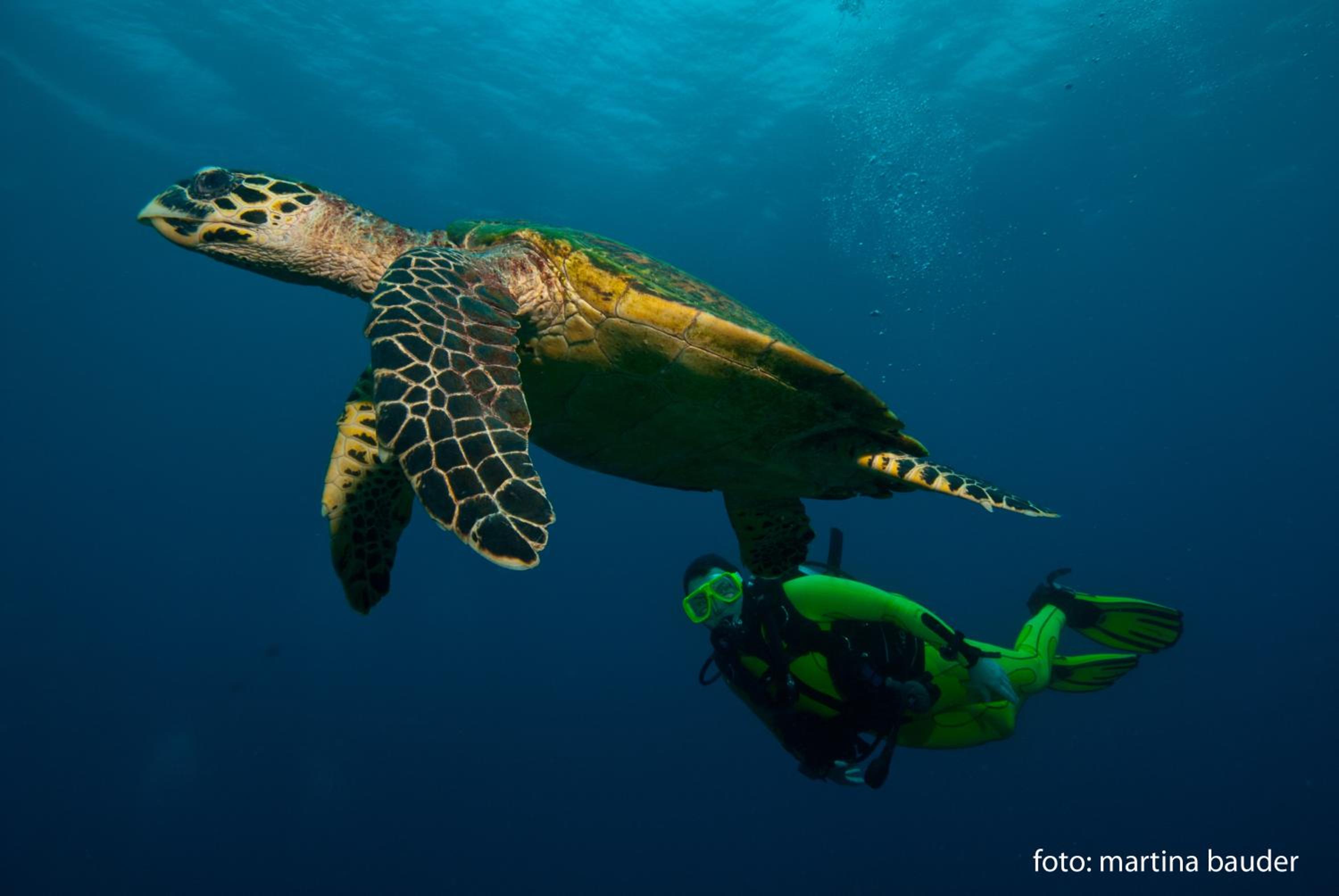 Wellbeach Dive Resort