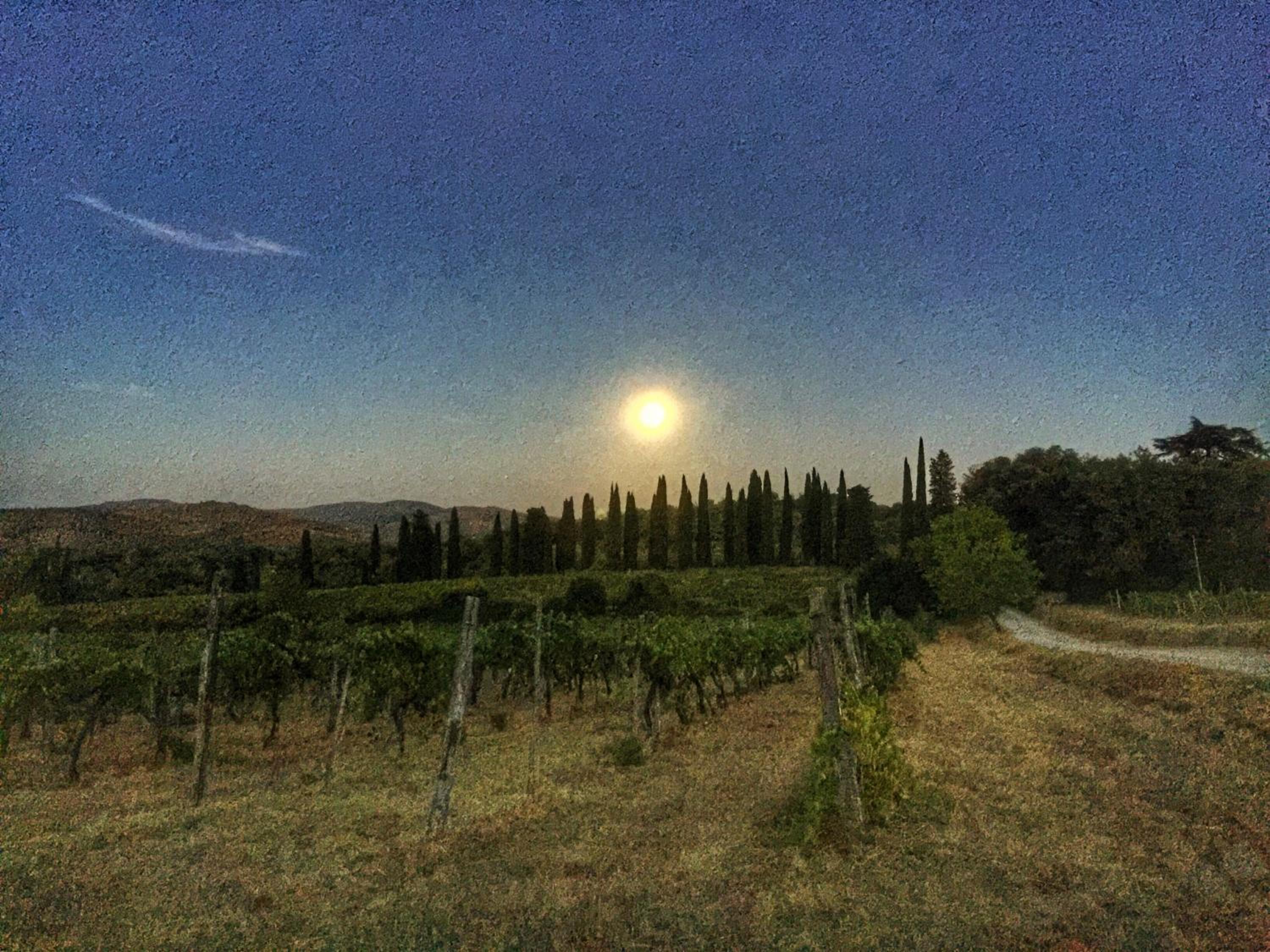 Tenuta Lupinari