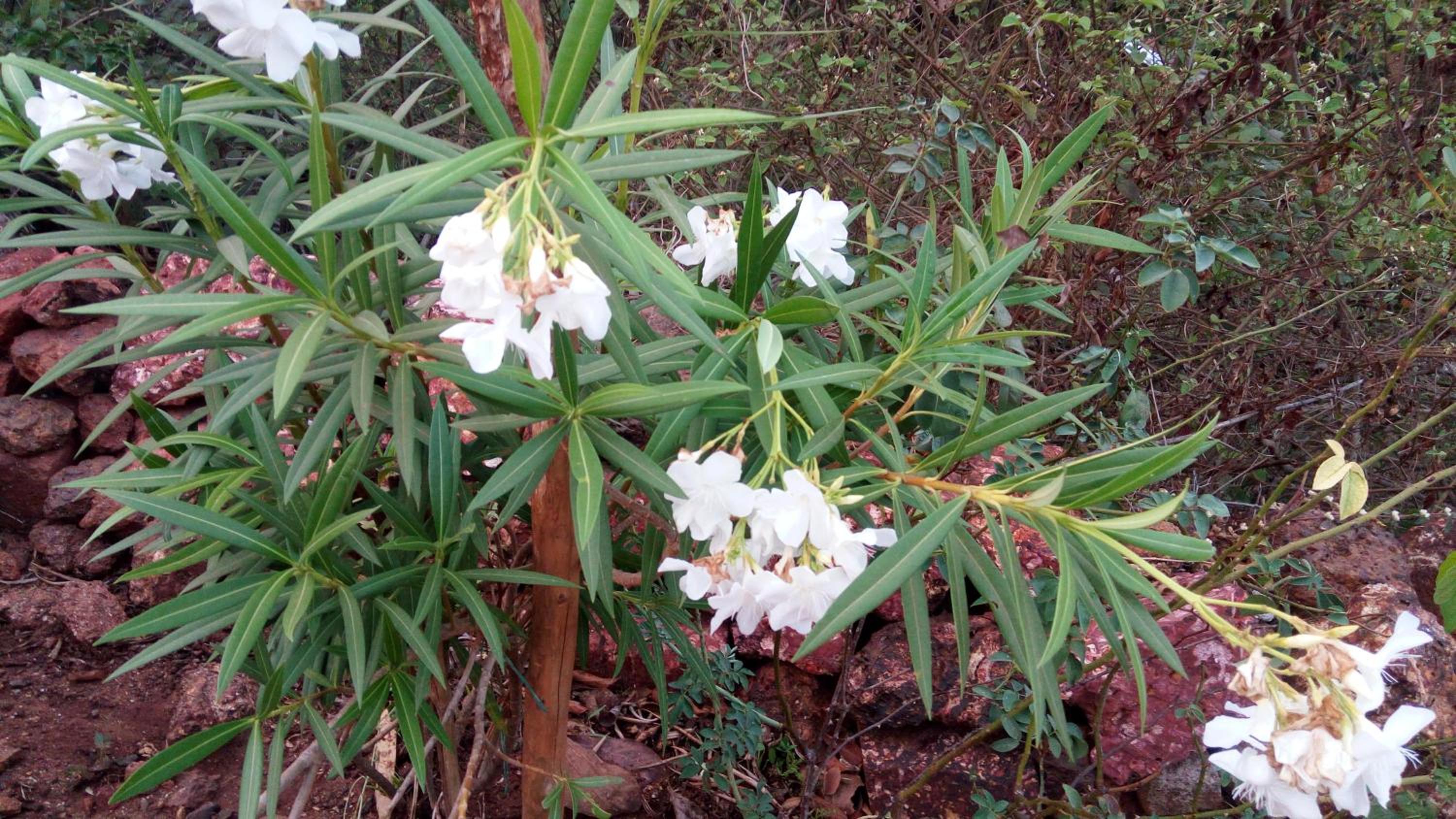Photo 21