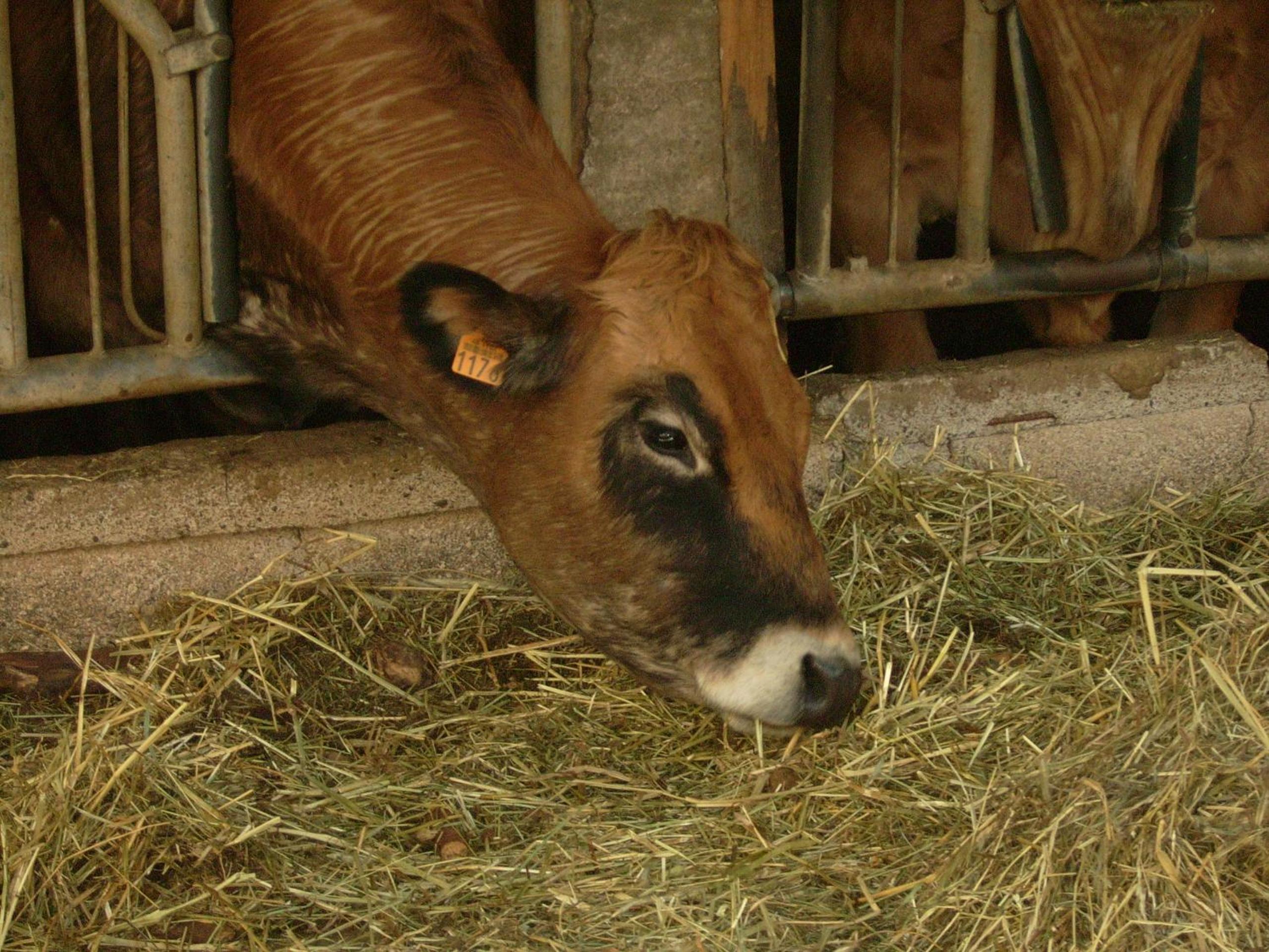 Studio nature a la ferme view 4
