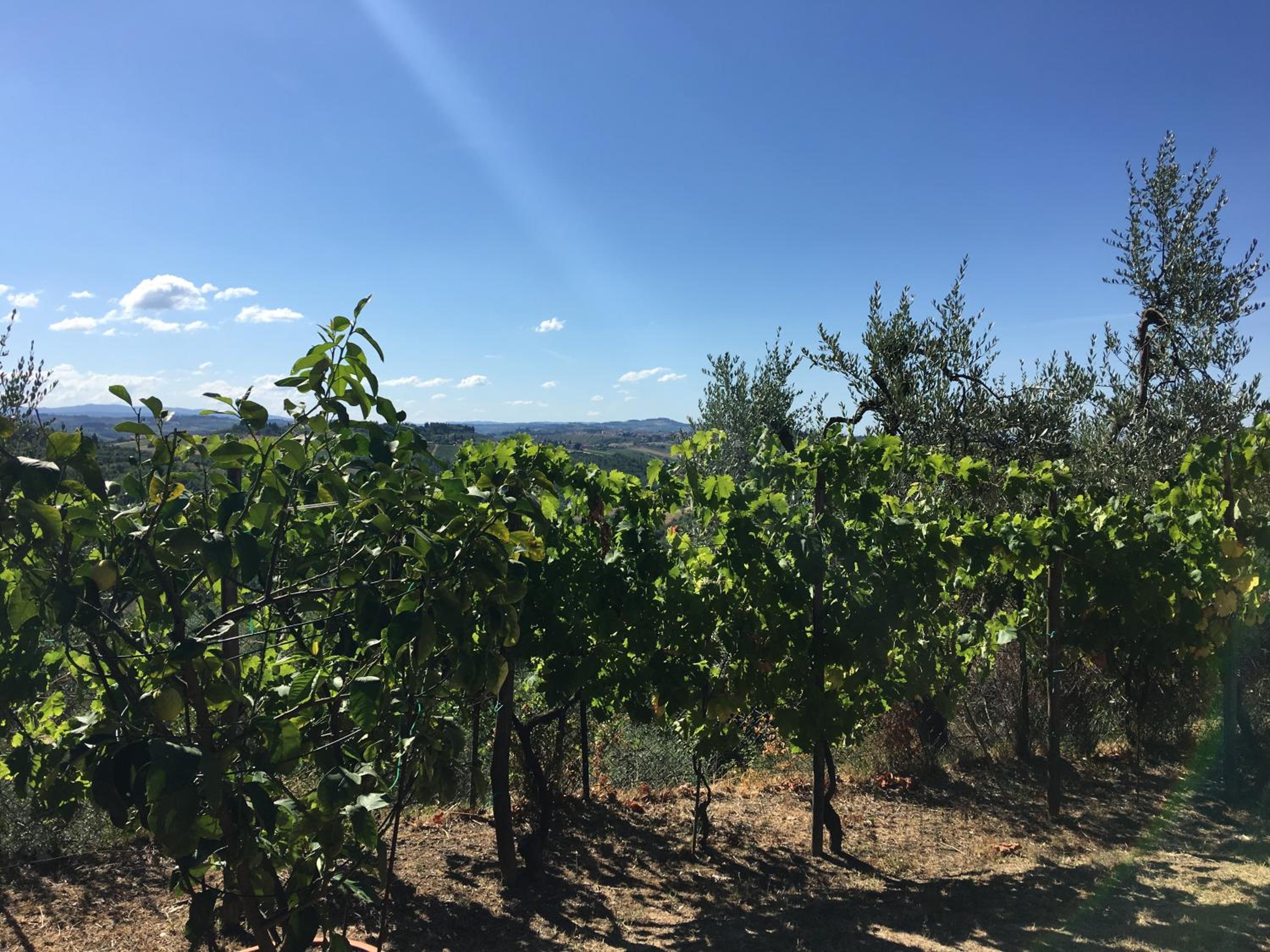 Podere Casanova di Lisa