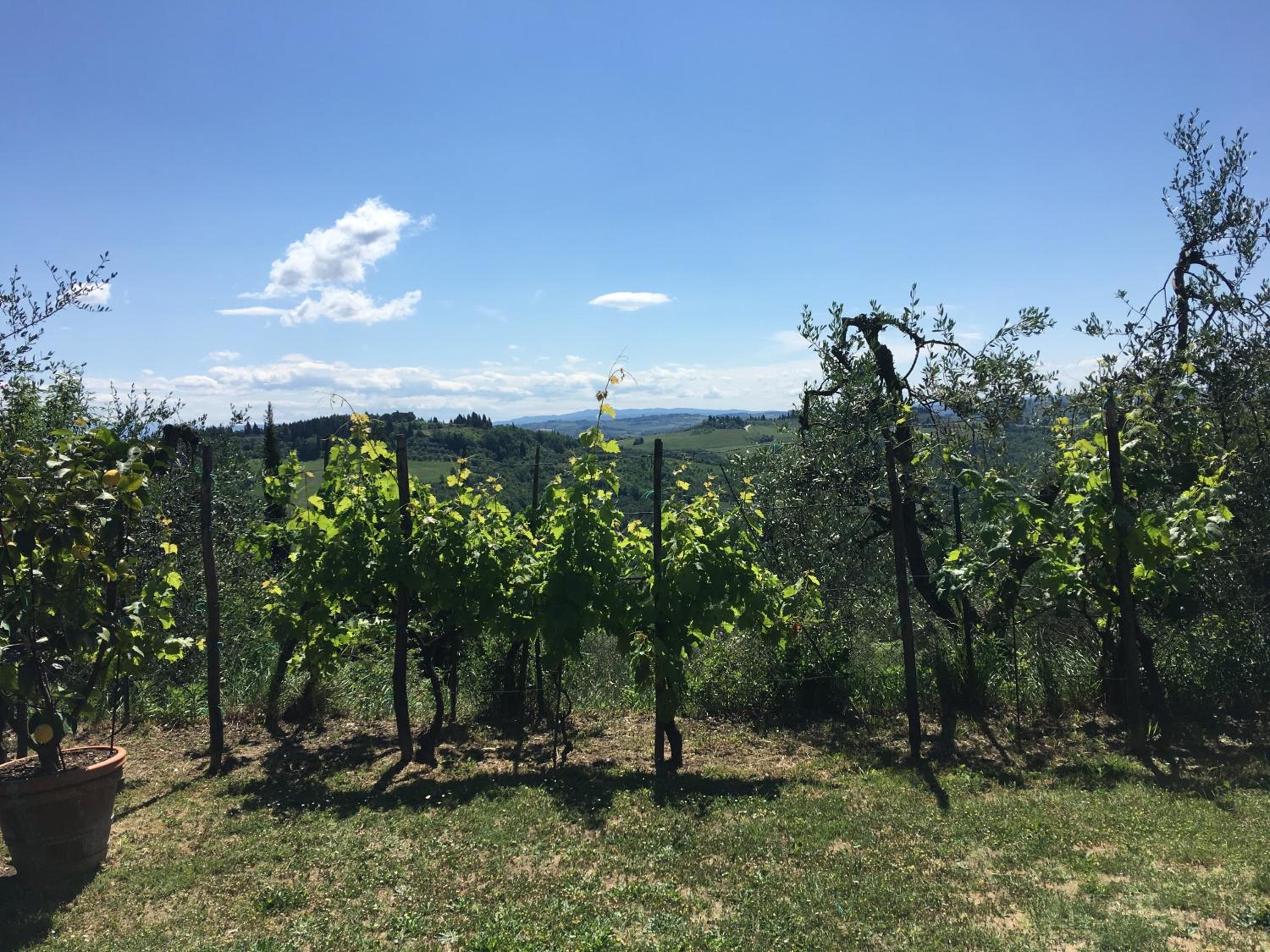 Podere Casanova di Lisa