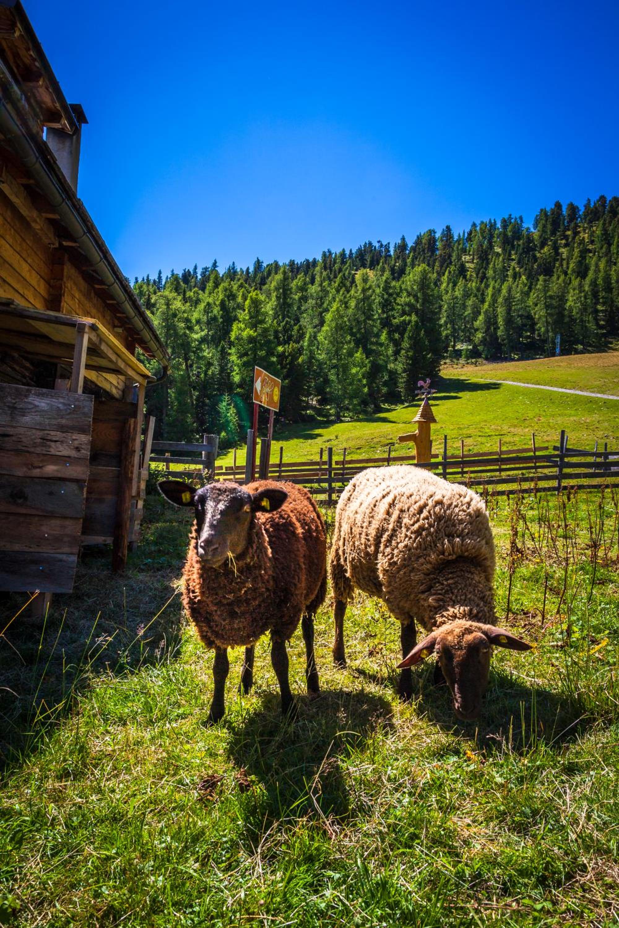 Ferienhütte Hoitahüttl