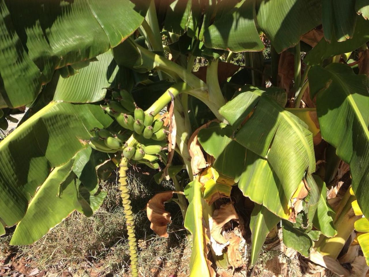 Τhe banana tree beach house