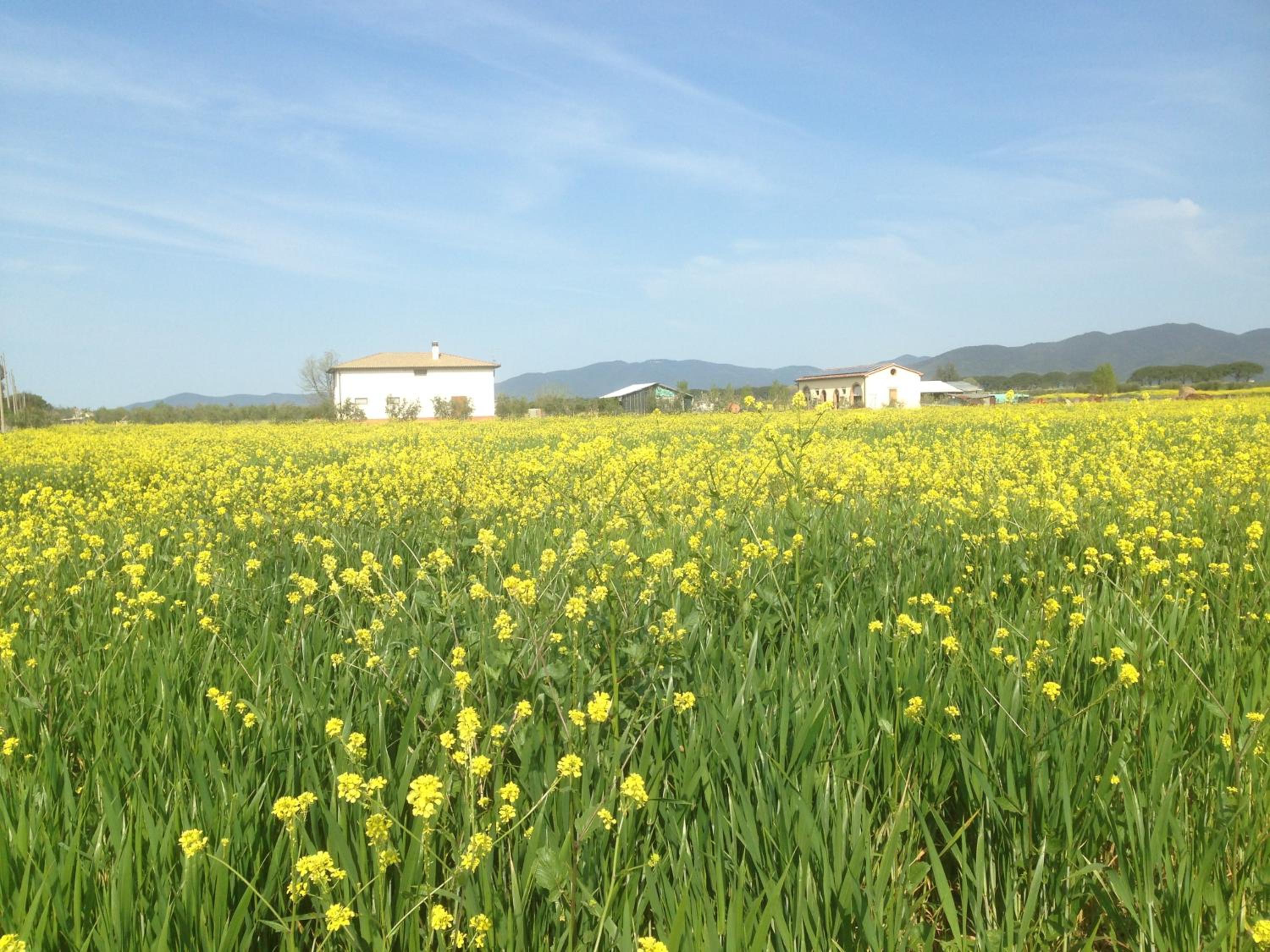 Il Grano Di Bramante view 5