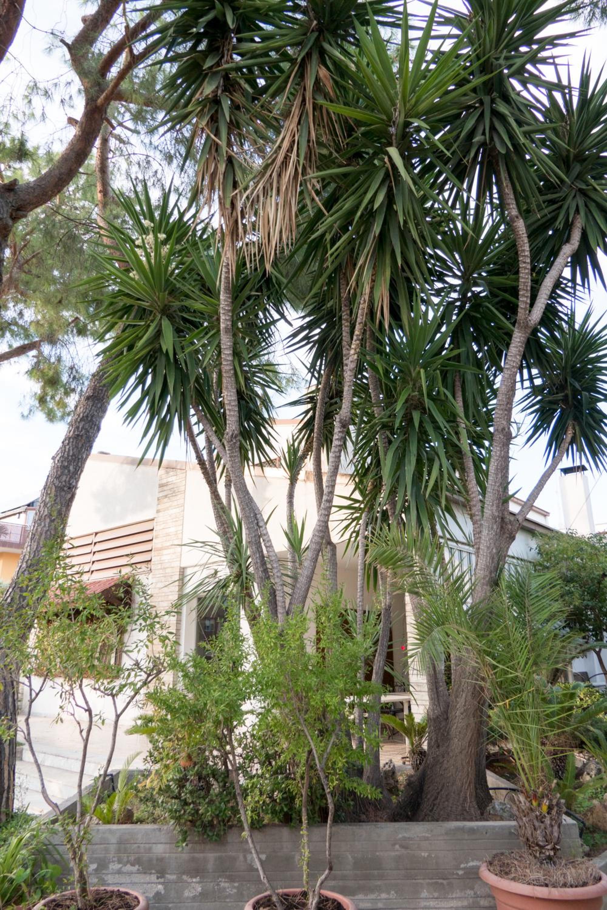 Yucca Camere & Suite