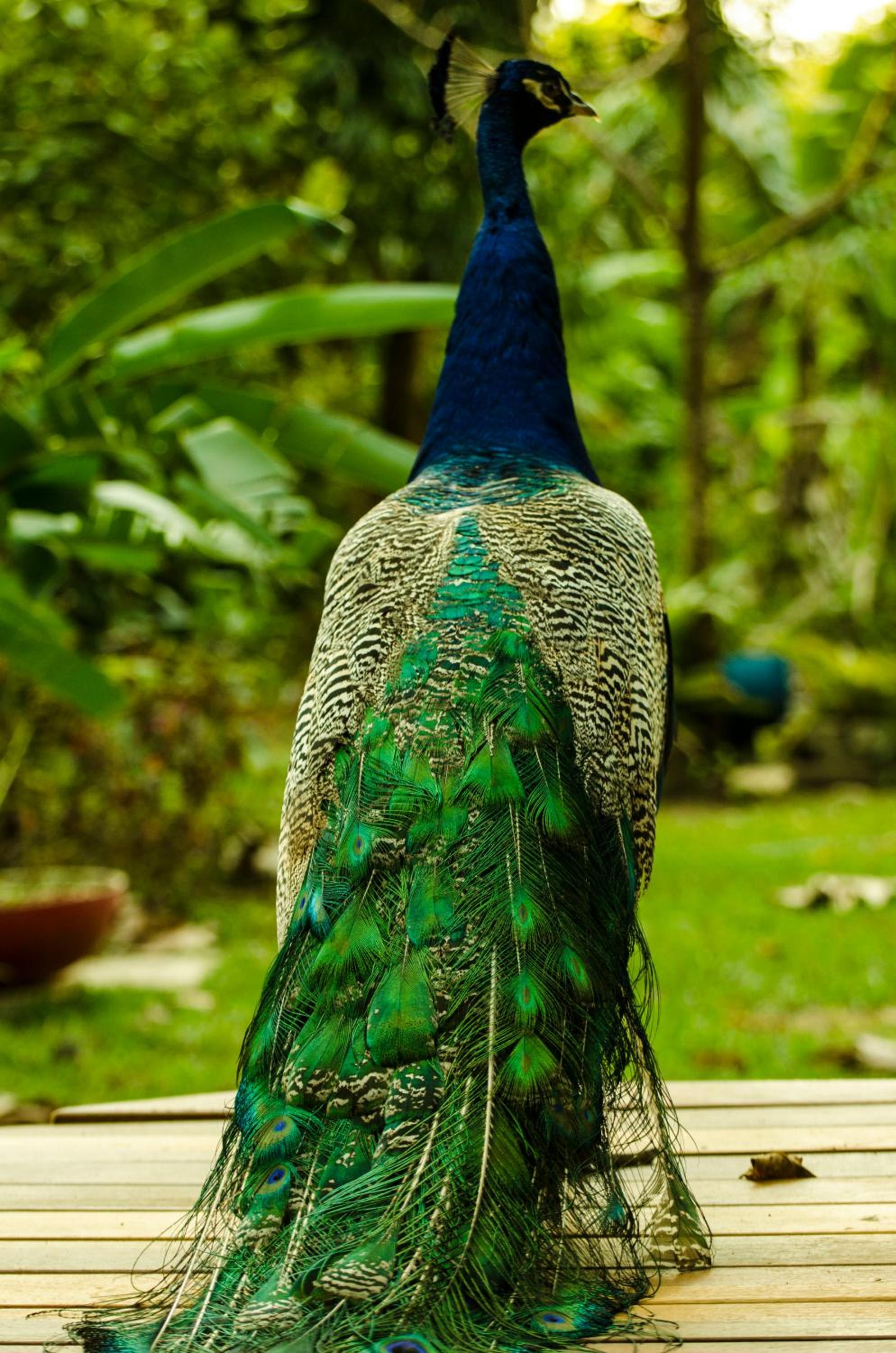 Paraty Paradiso