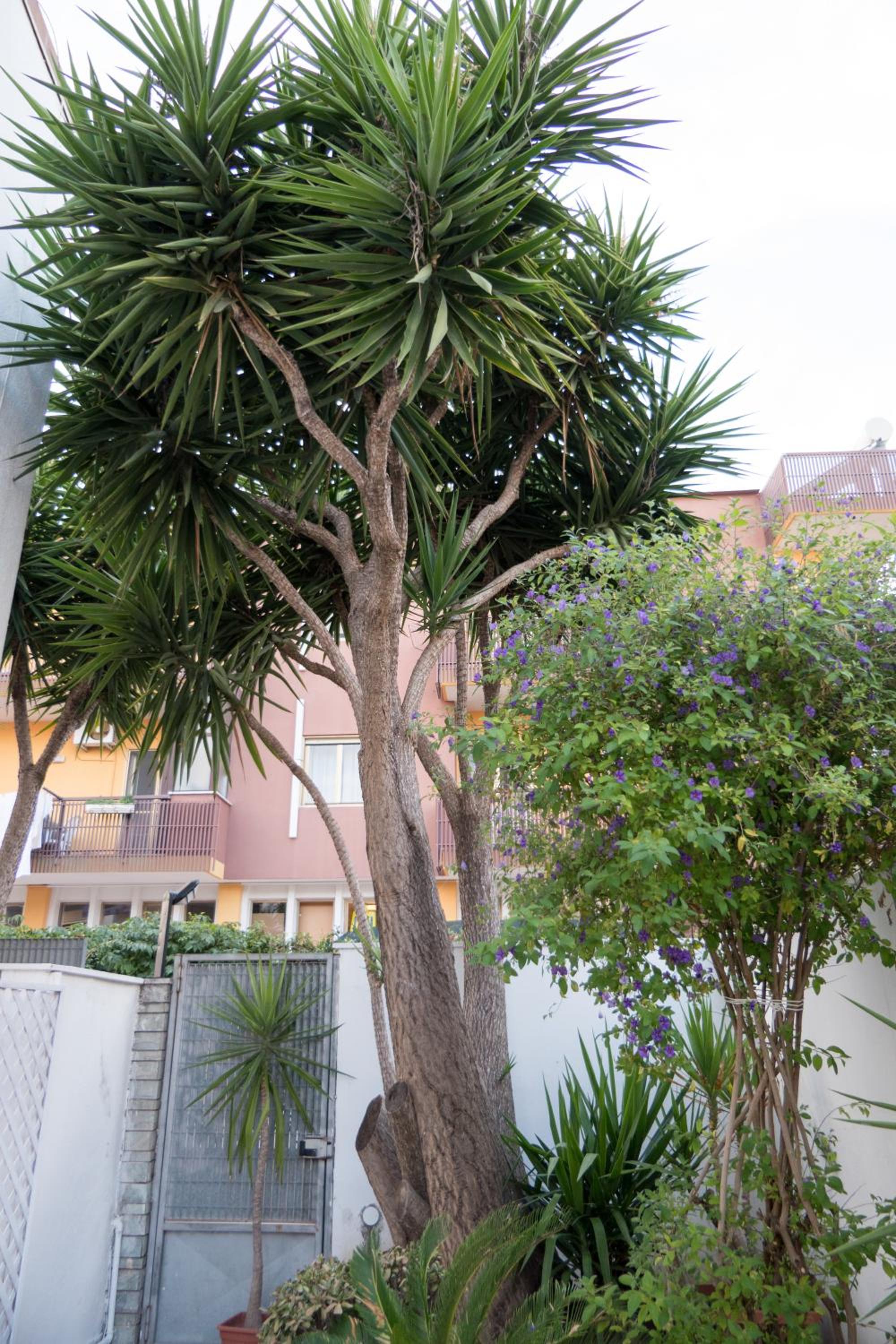 Yucca Camere & Suite