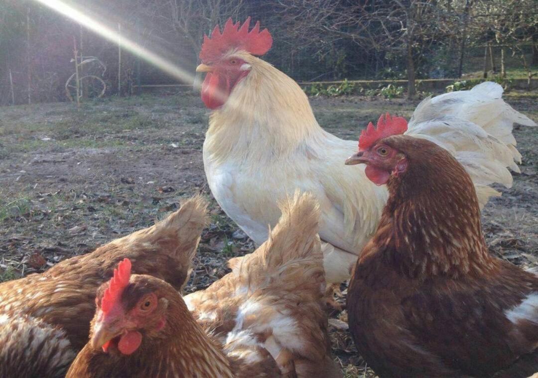 Collina e mare photo 5