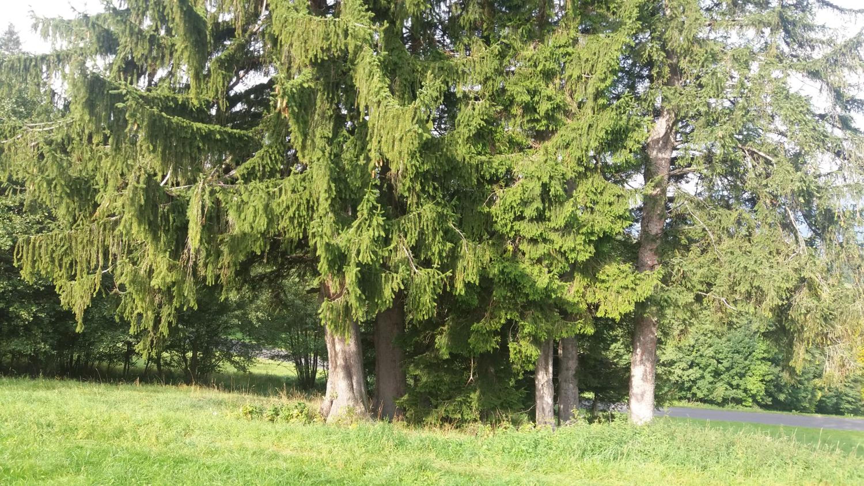 Miniferienwohnung für unkompliziertes Naturliebhaberpärchen