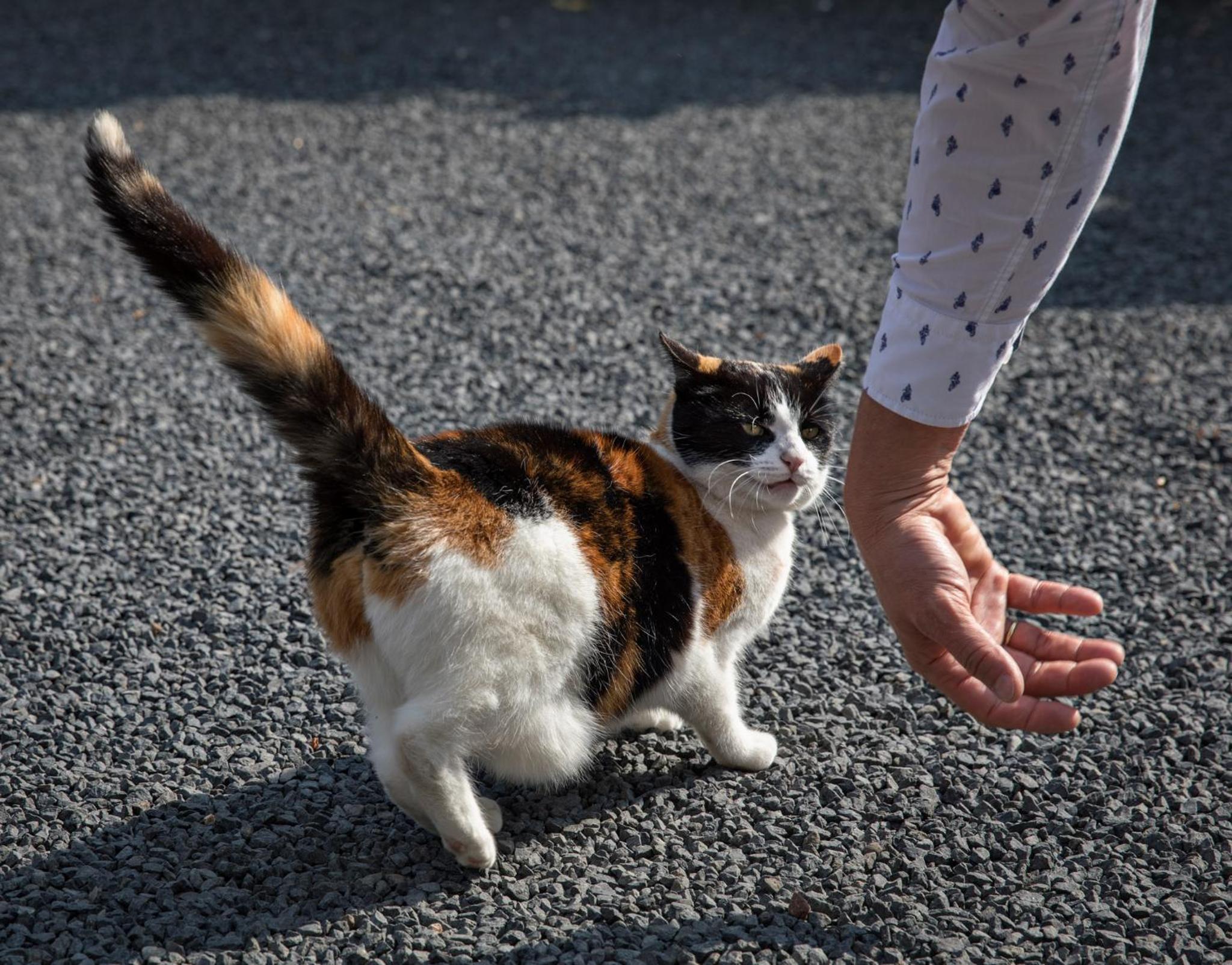 Bosgasten en Putten — human