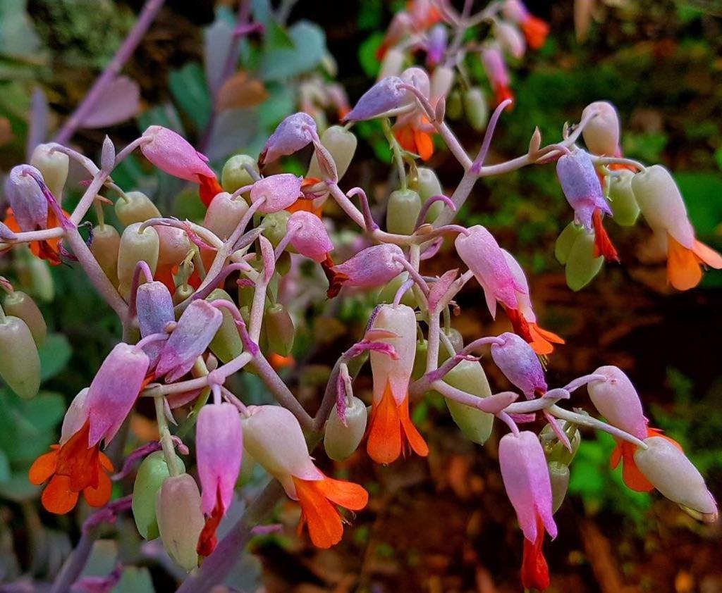 Morada dos Elfos