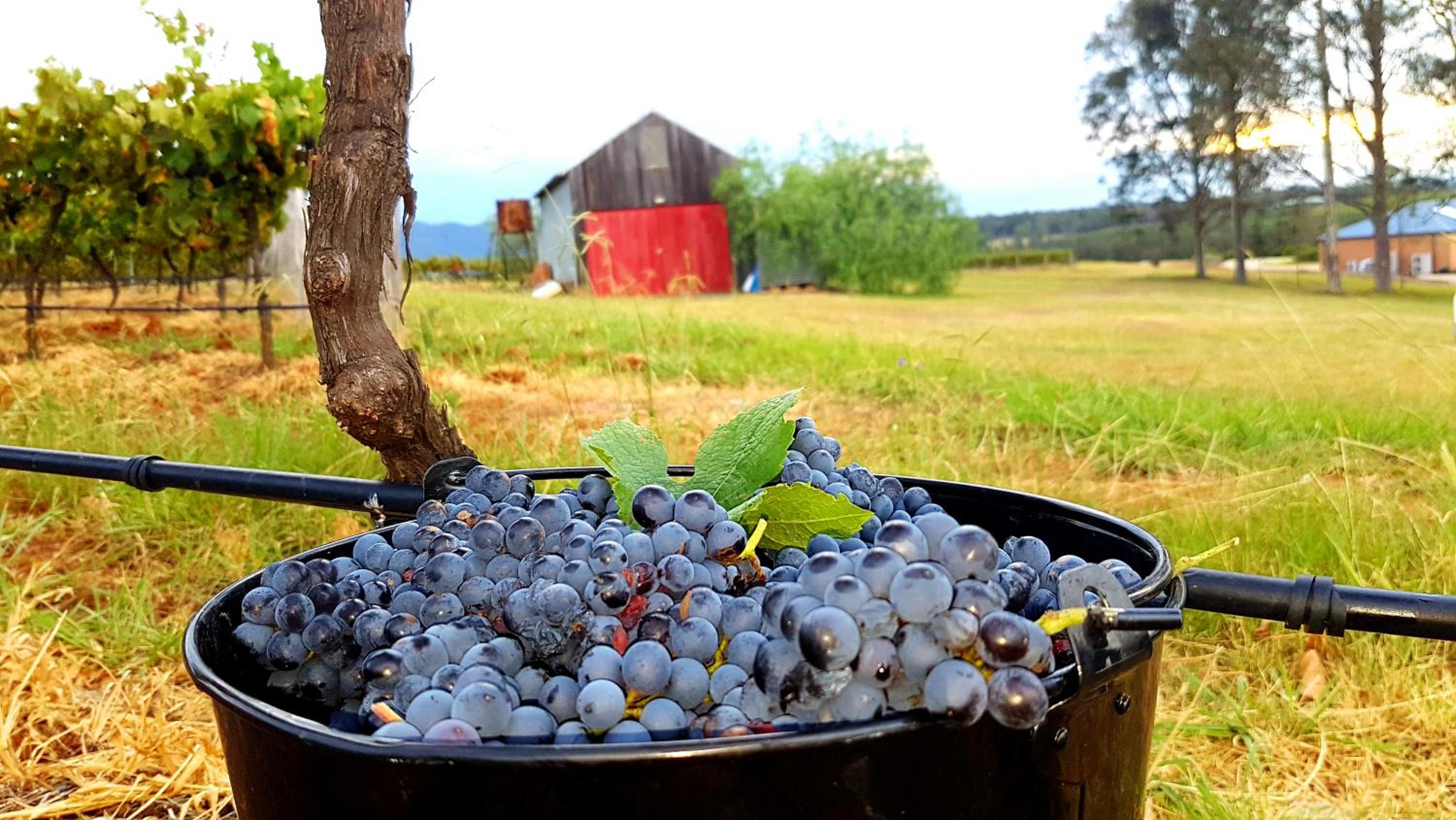 Red Door Collective - RDC Vineyard Estate, Luxury Adult Only Stay