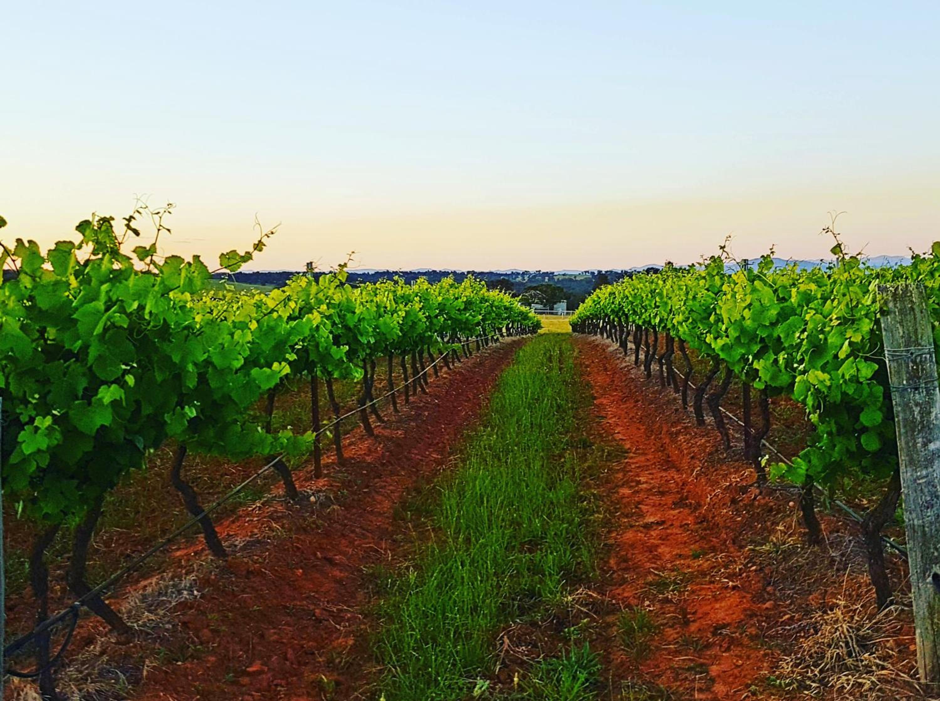 Red Door Collective - RDC Vineyard Estate, Luxury Adult Only Stay