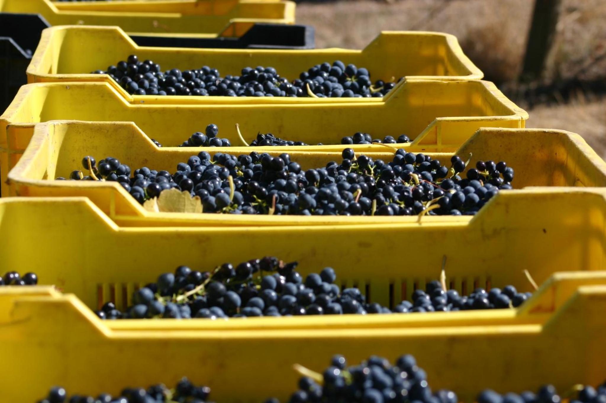 Fraaigelegen Farm - Home of ADHARA EVOO