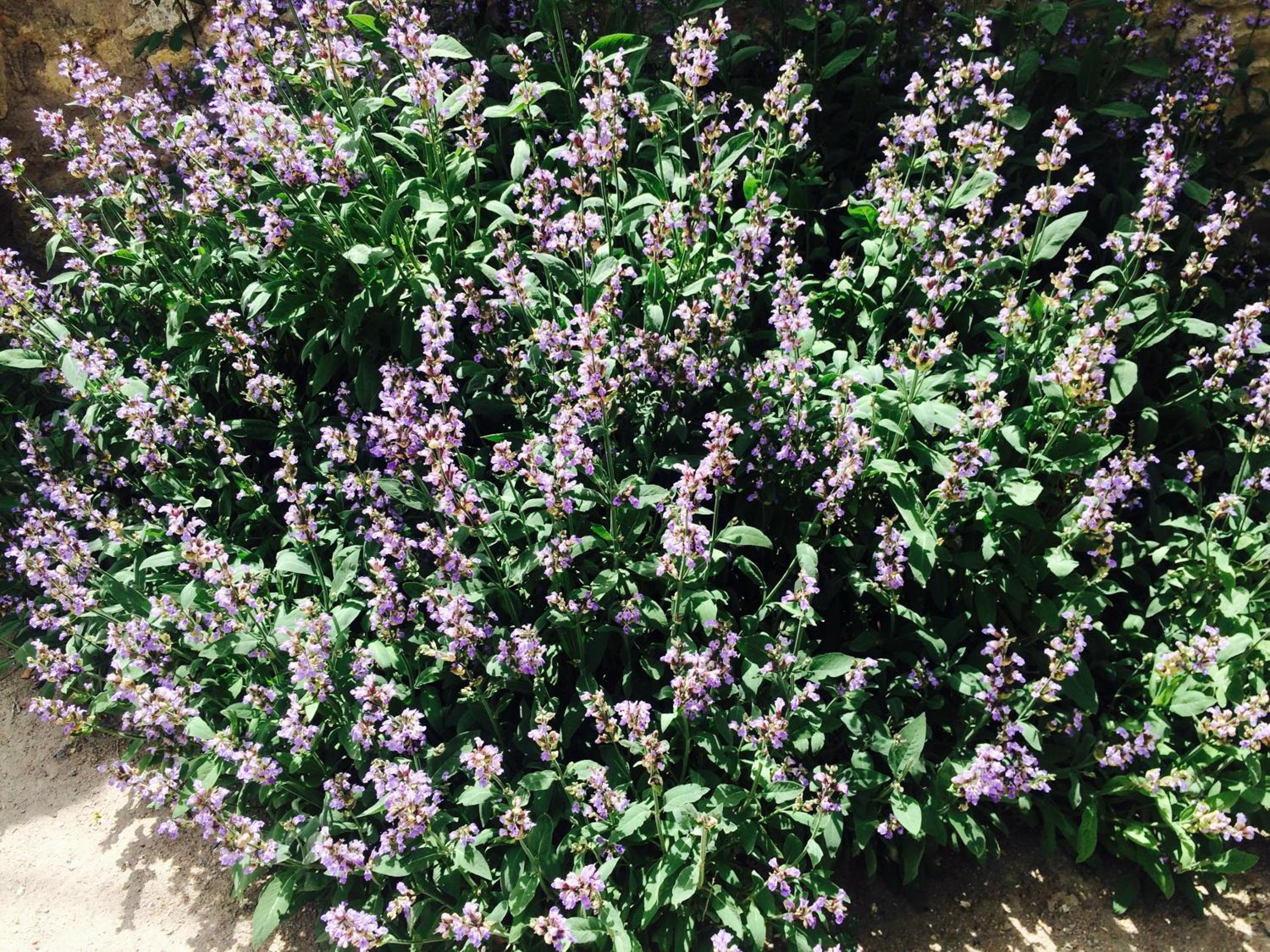 Vivienda Salvia view 2