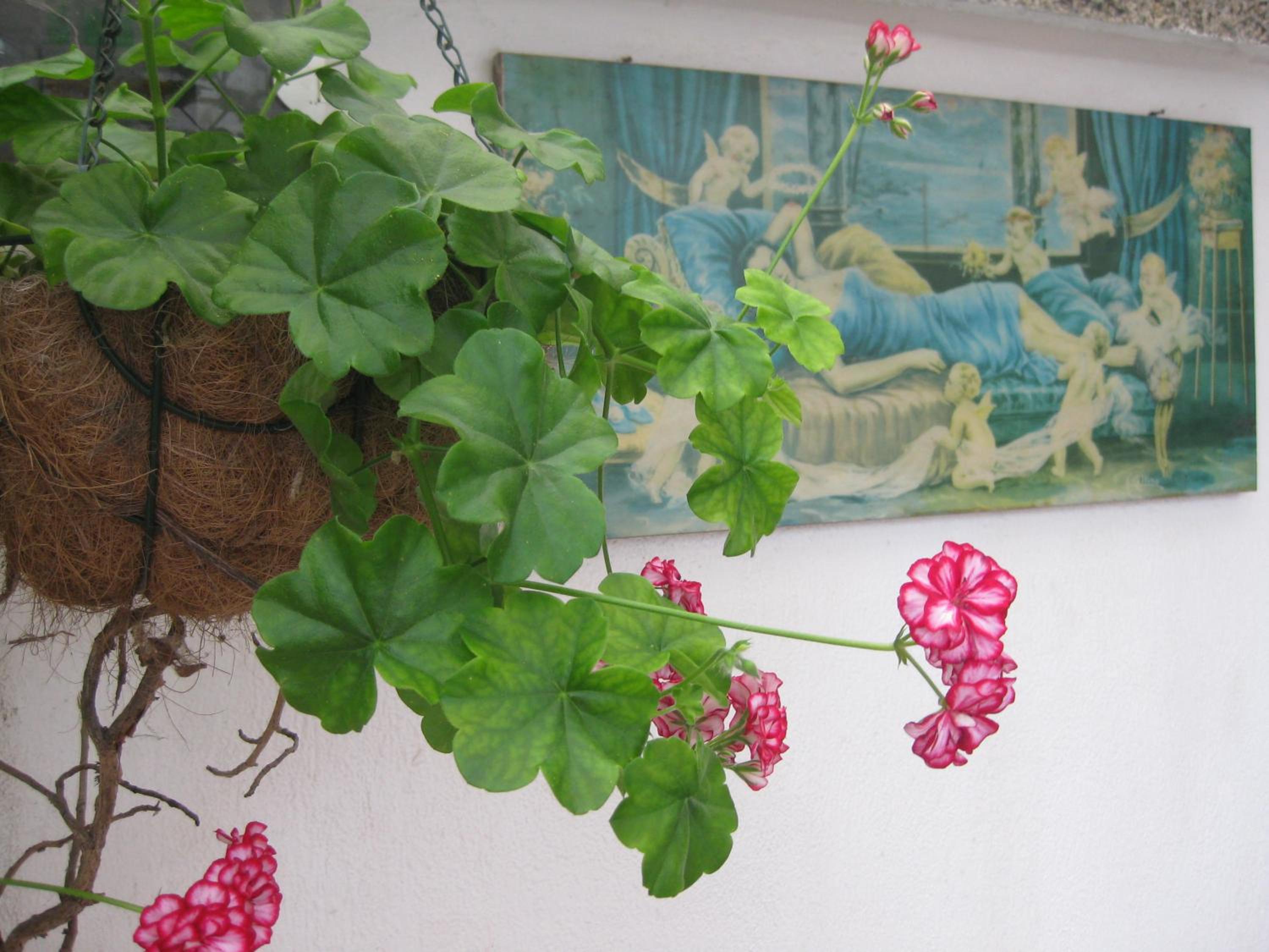 Photo 36