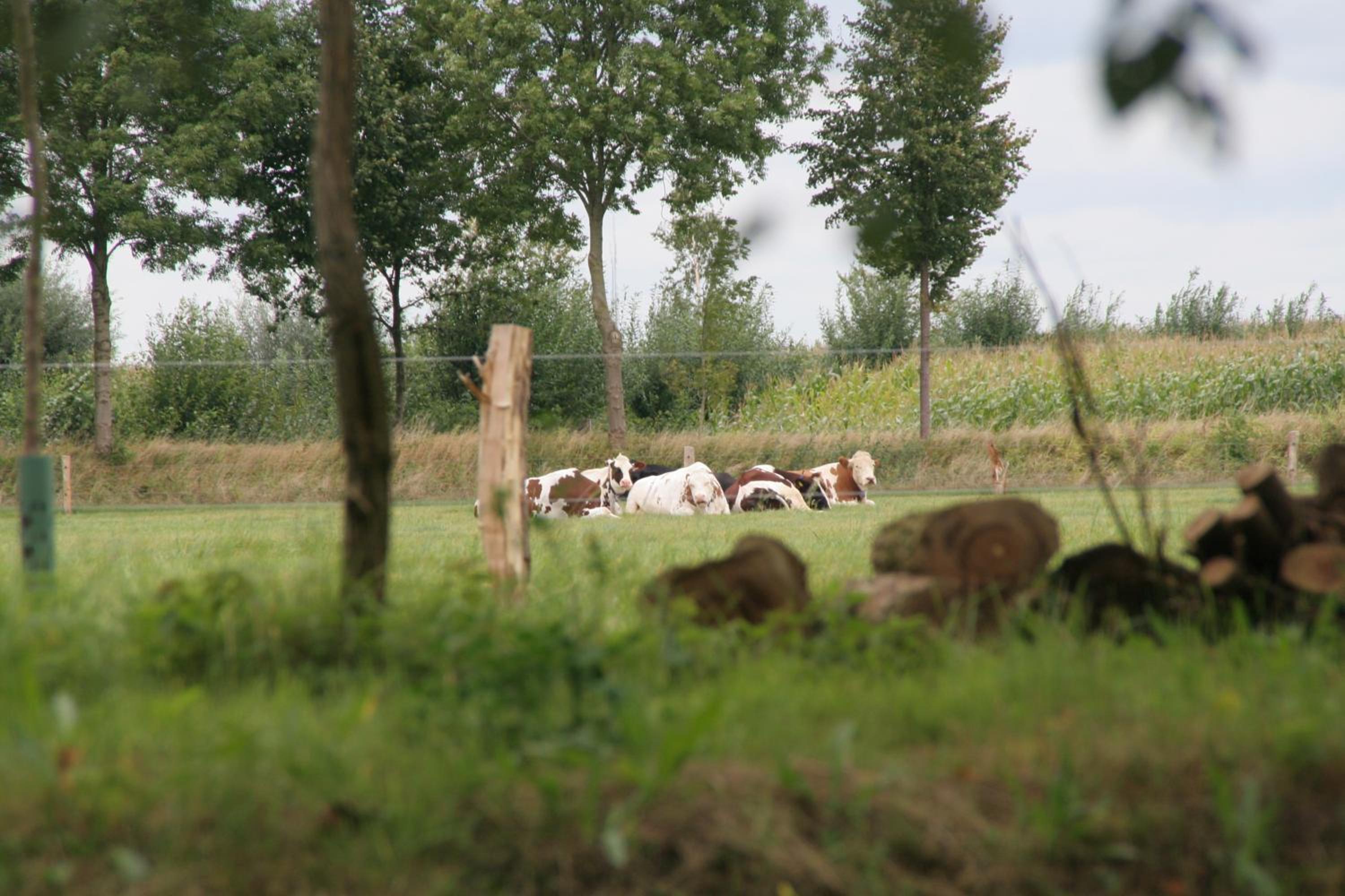 Photo 49
