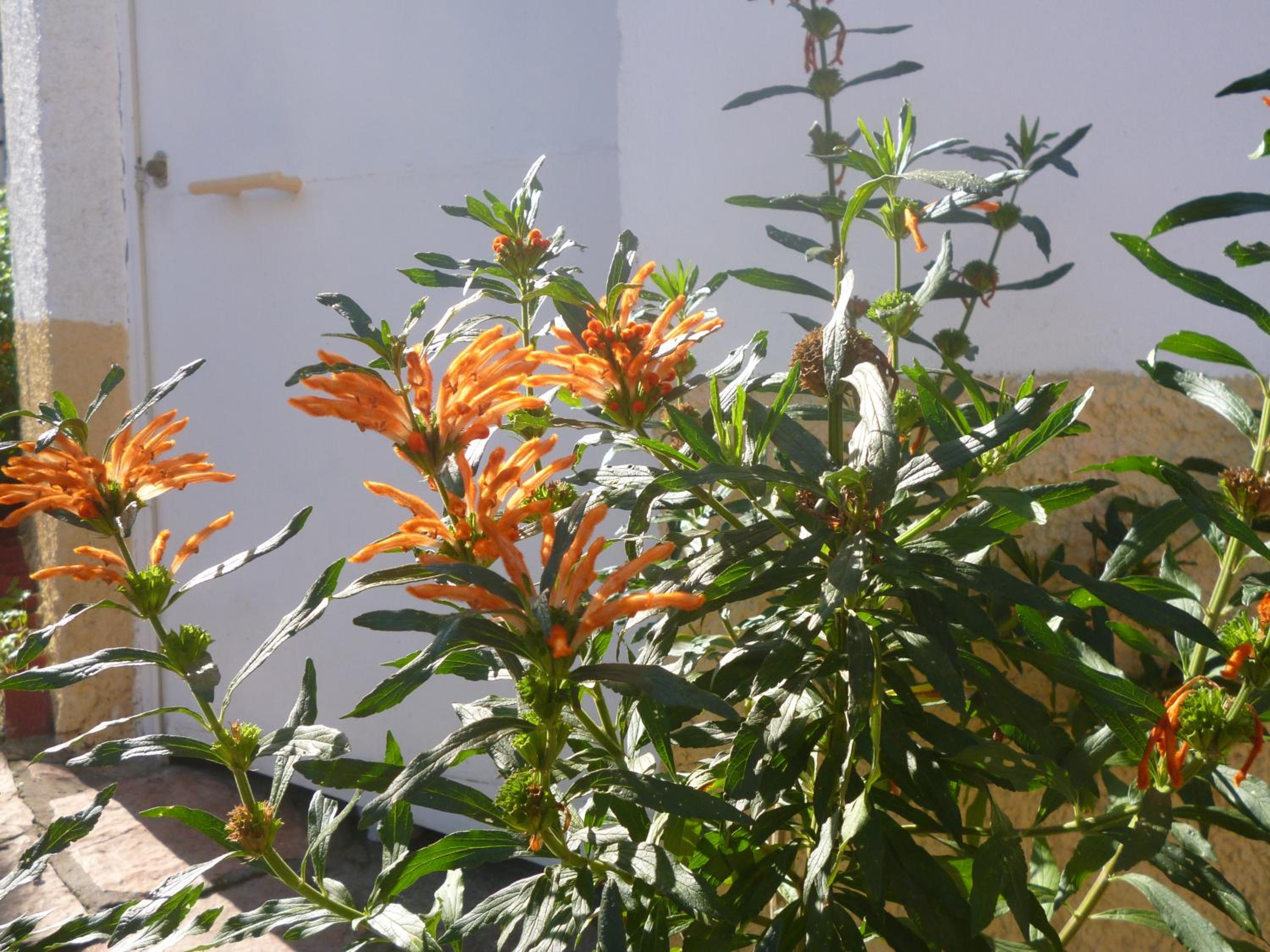Kostas Apartments & studios