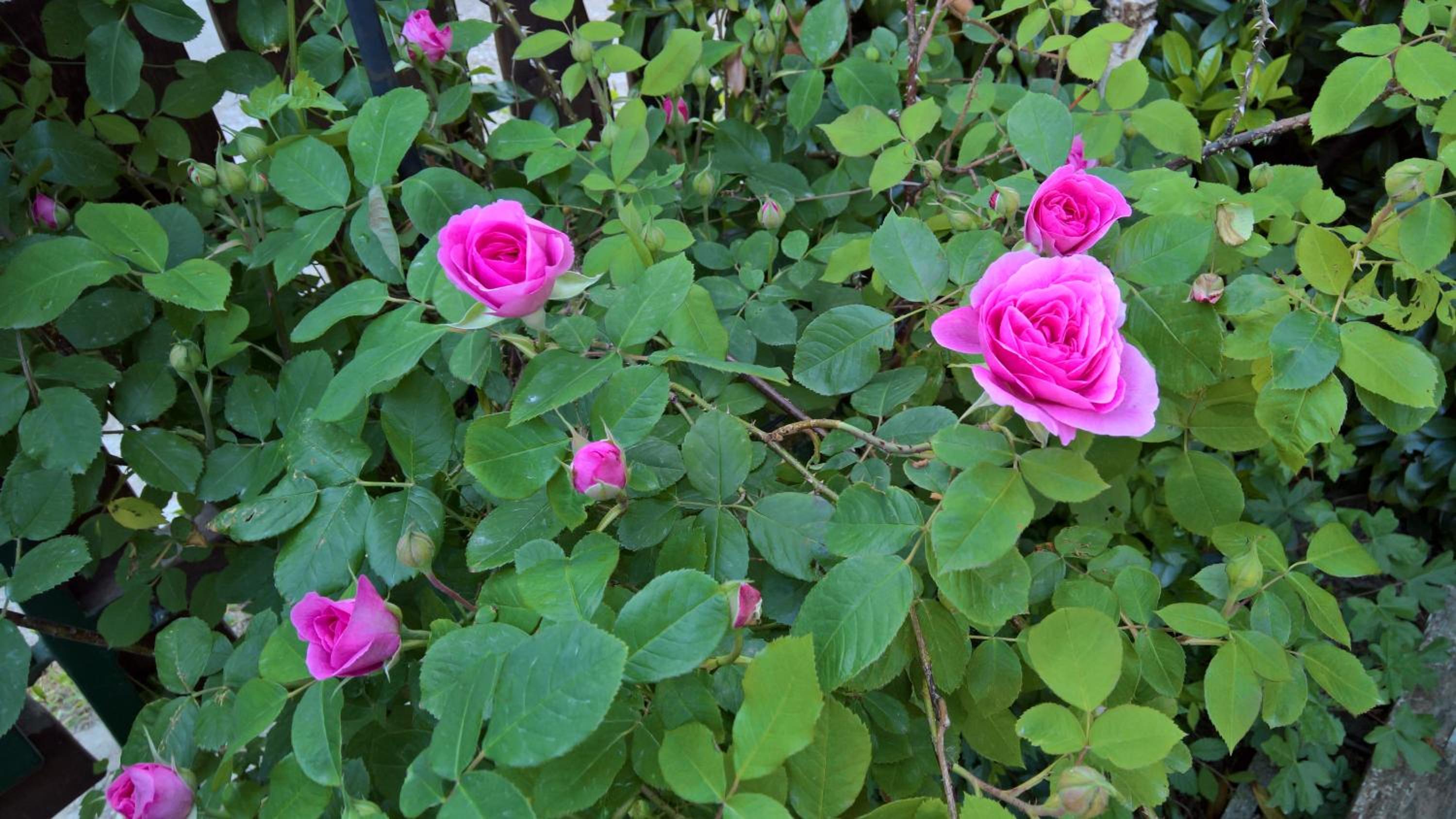 Photo 13