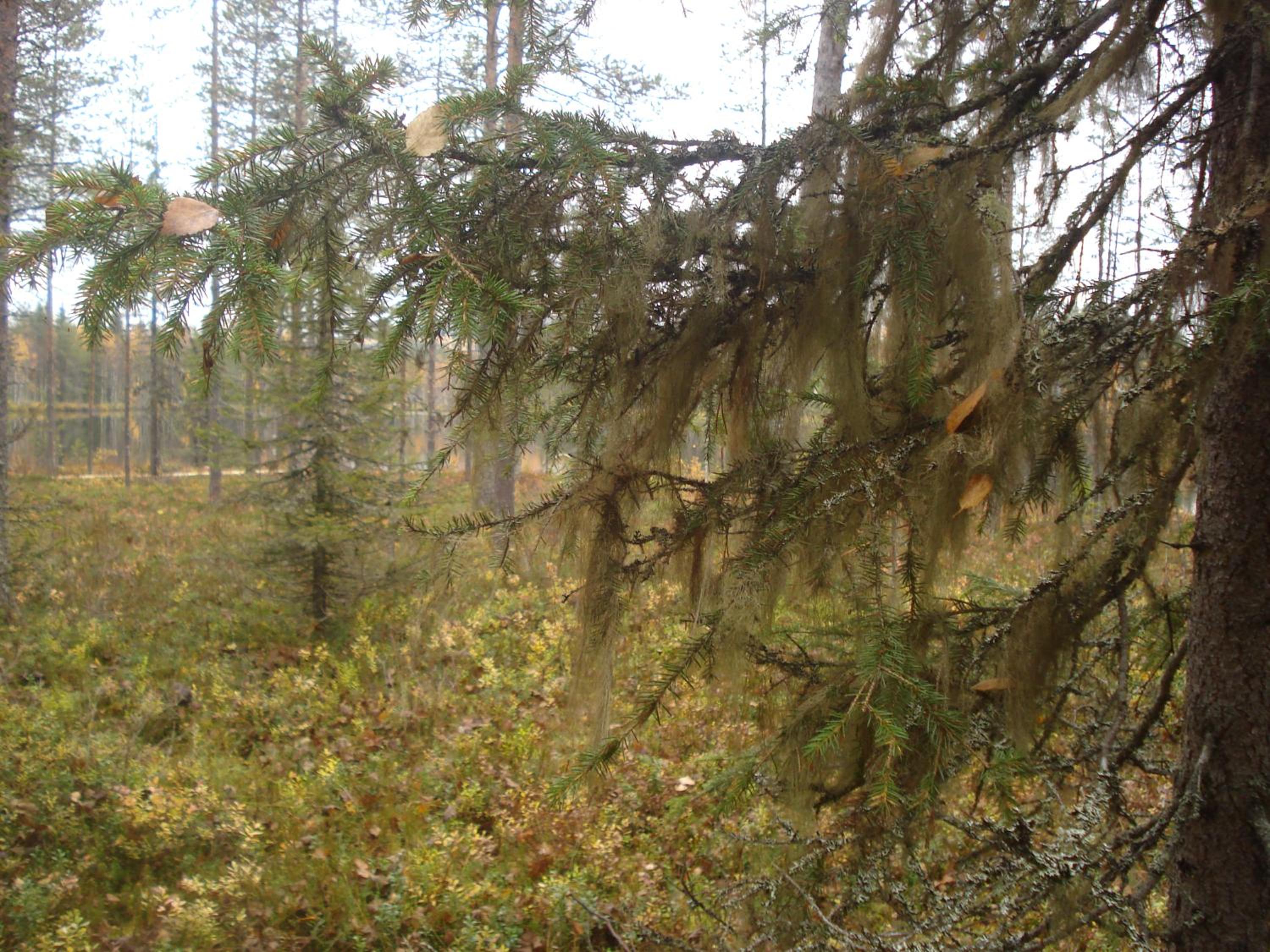 Photo 45