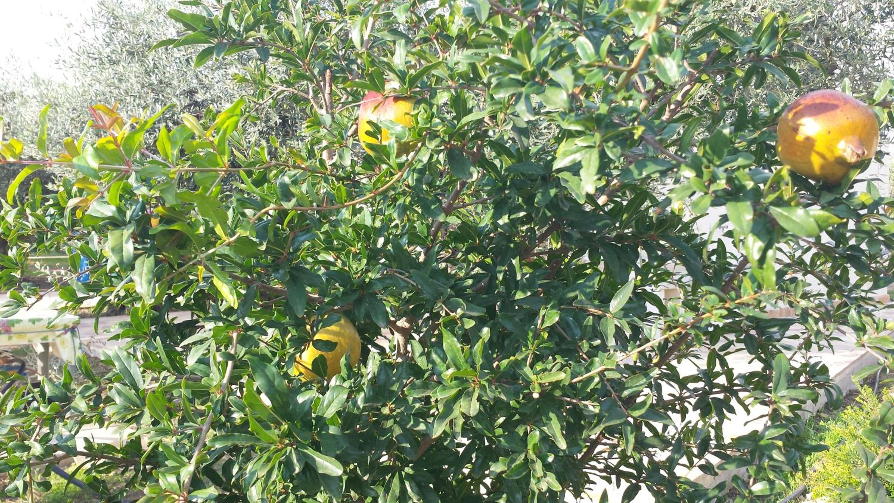 Photo 35