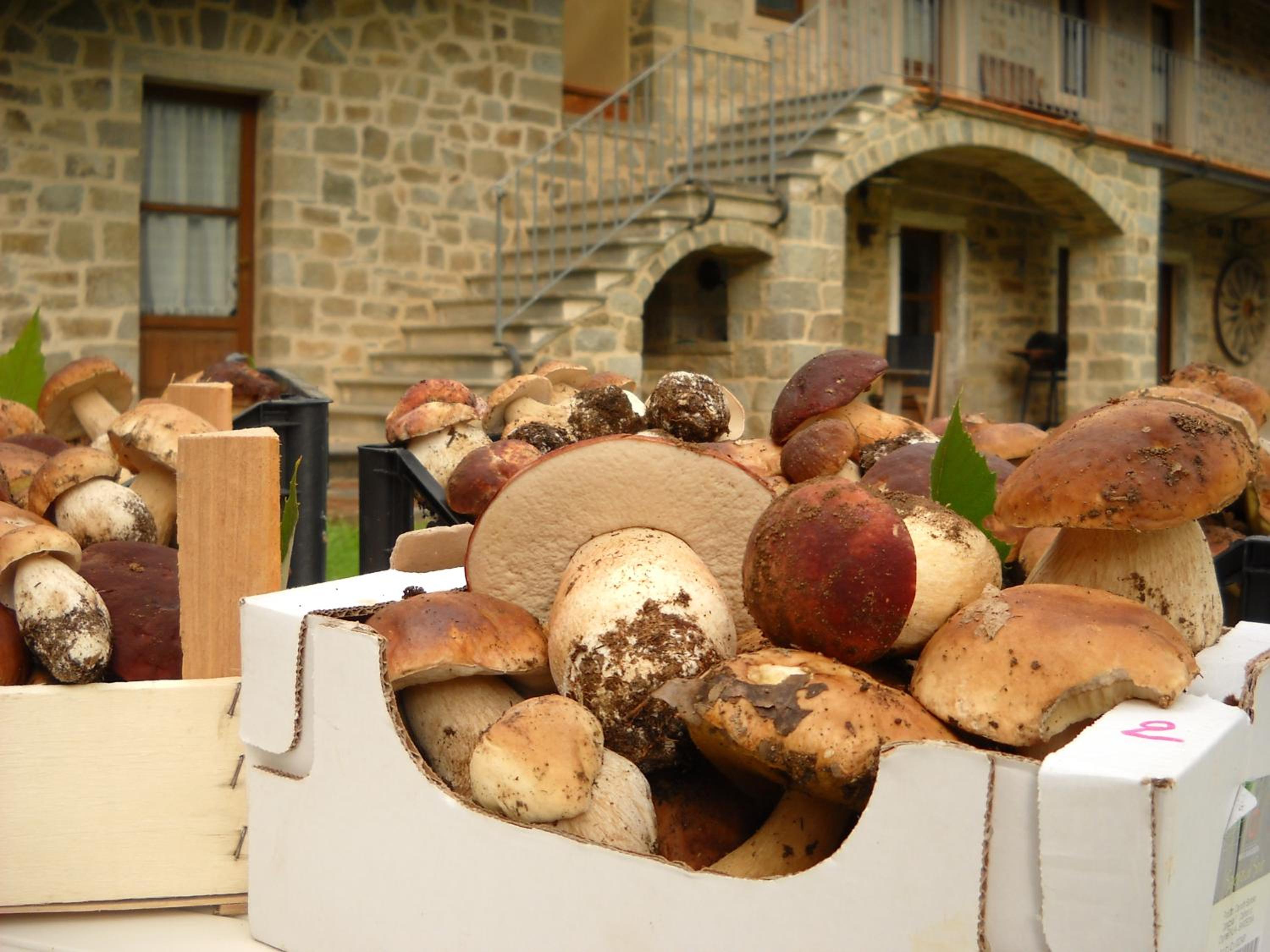La Casa del Sarto - FedericoFarm view 4
