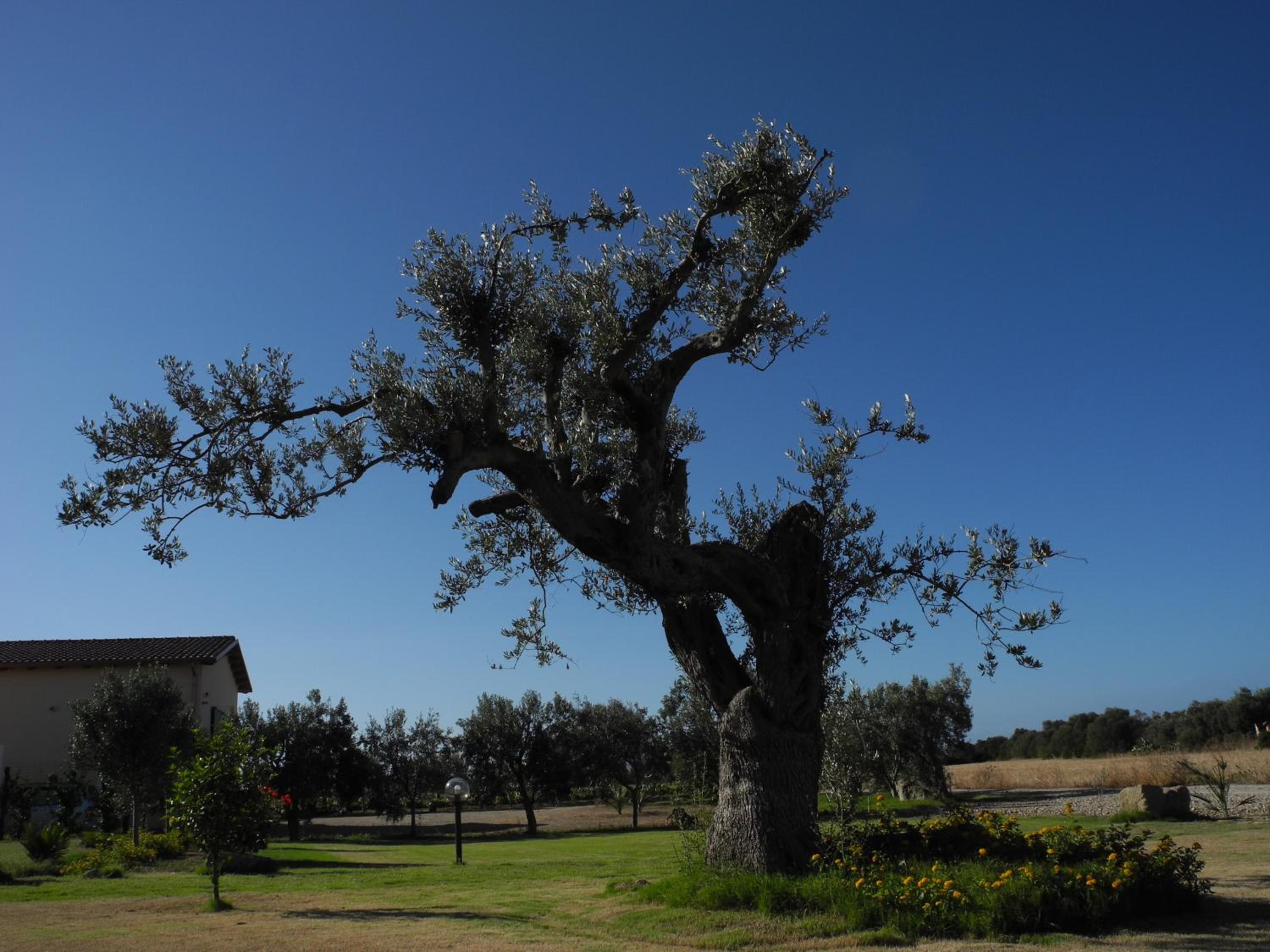 Agriturismo Is Solinas
