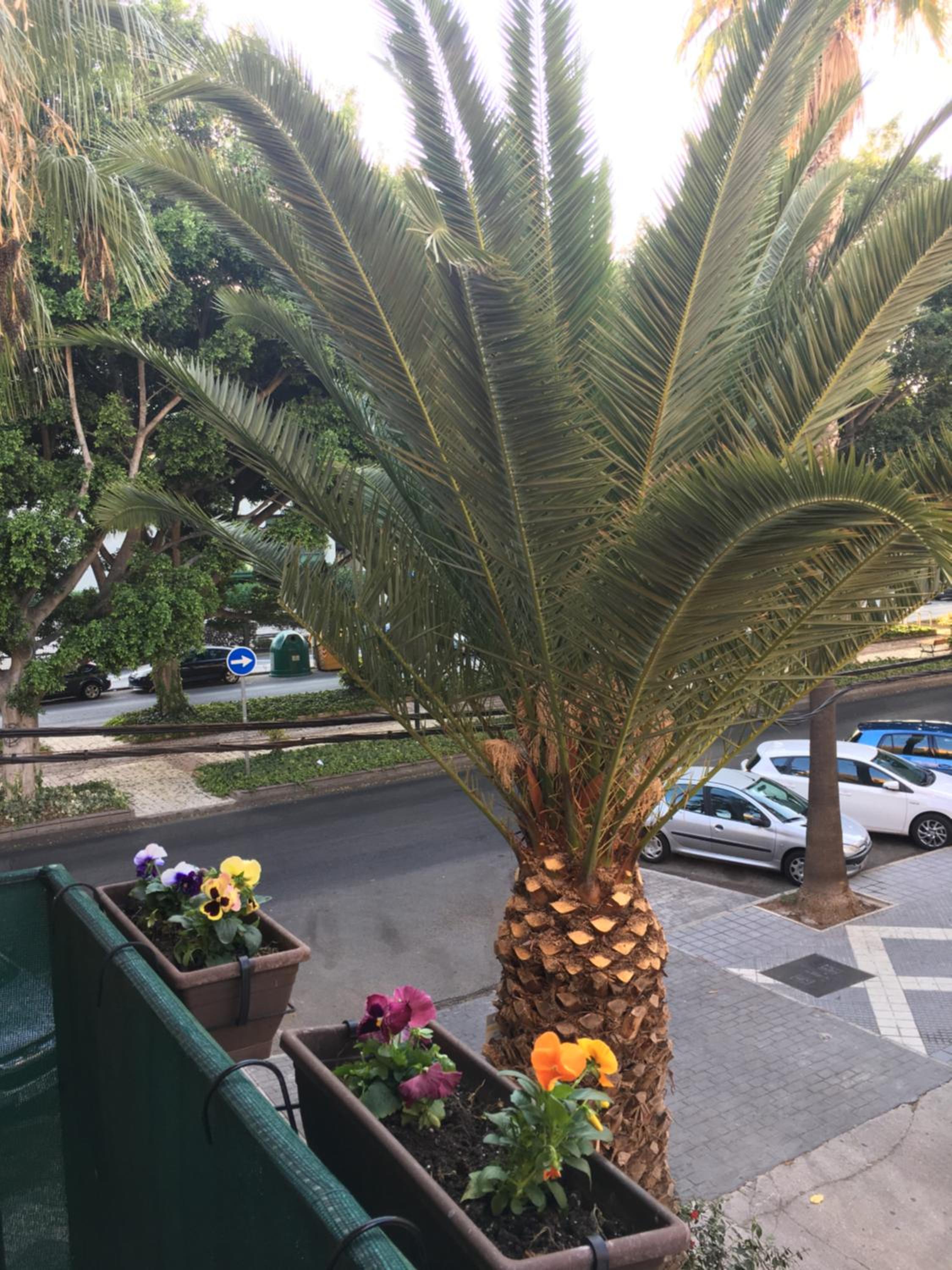 New Apartment & Parking Alcazaba