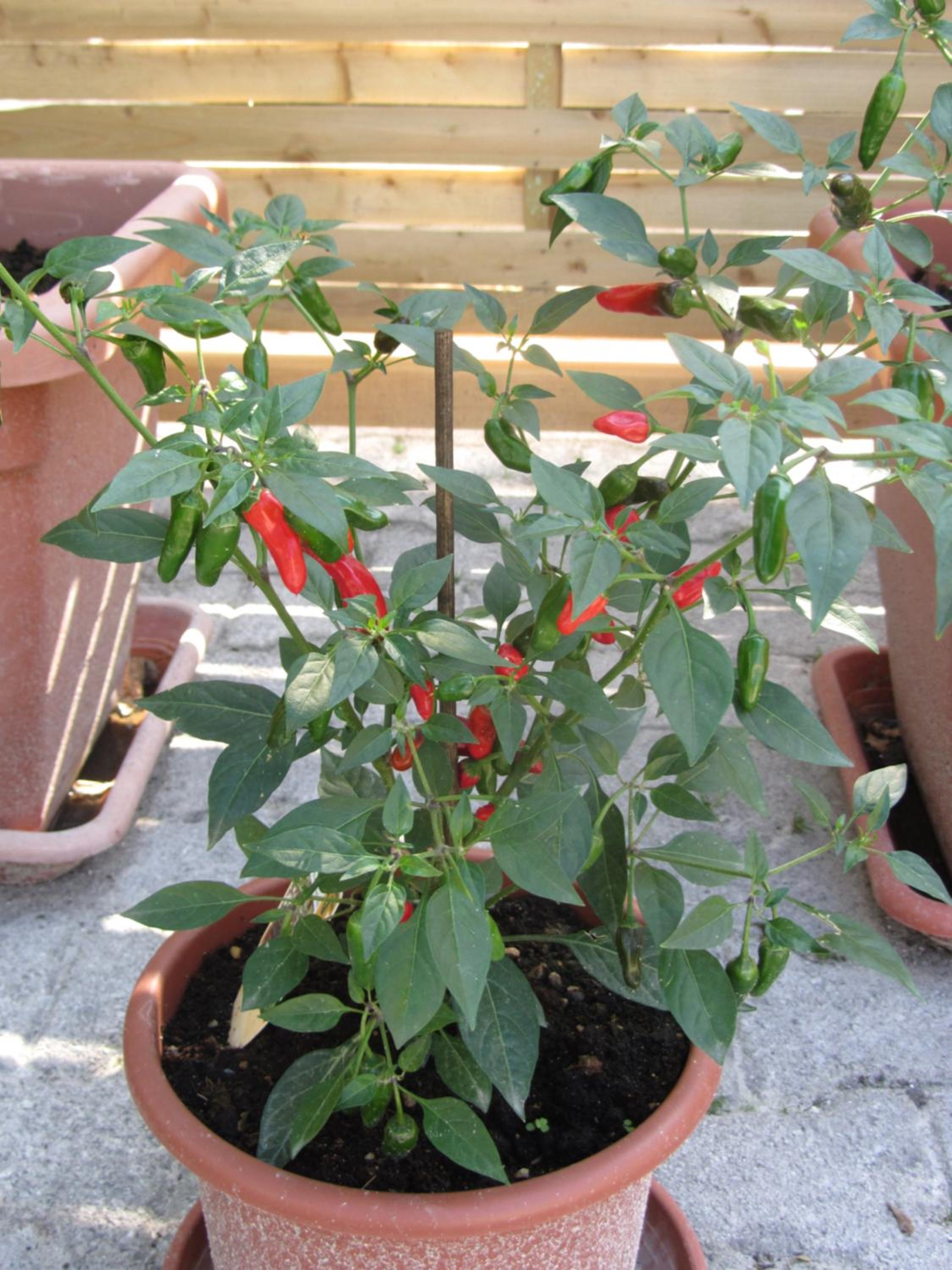Photo 20