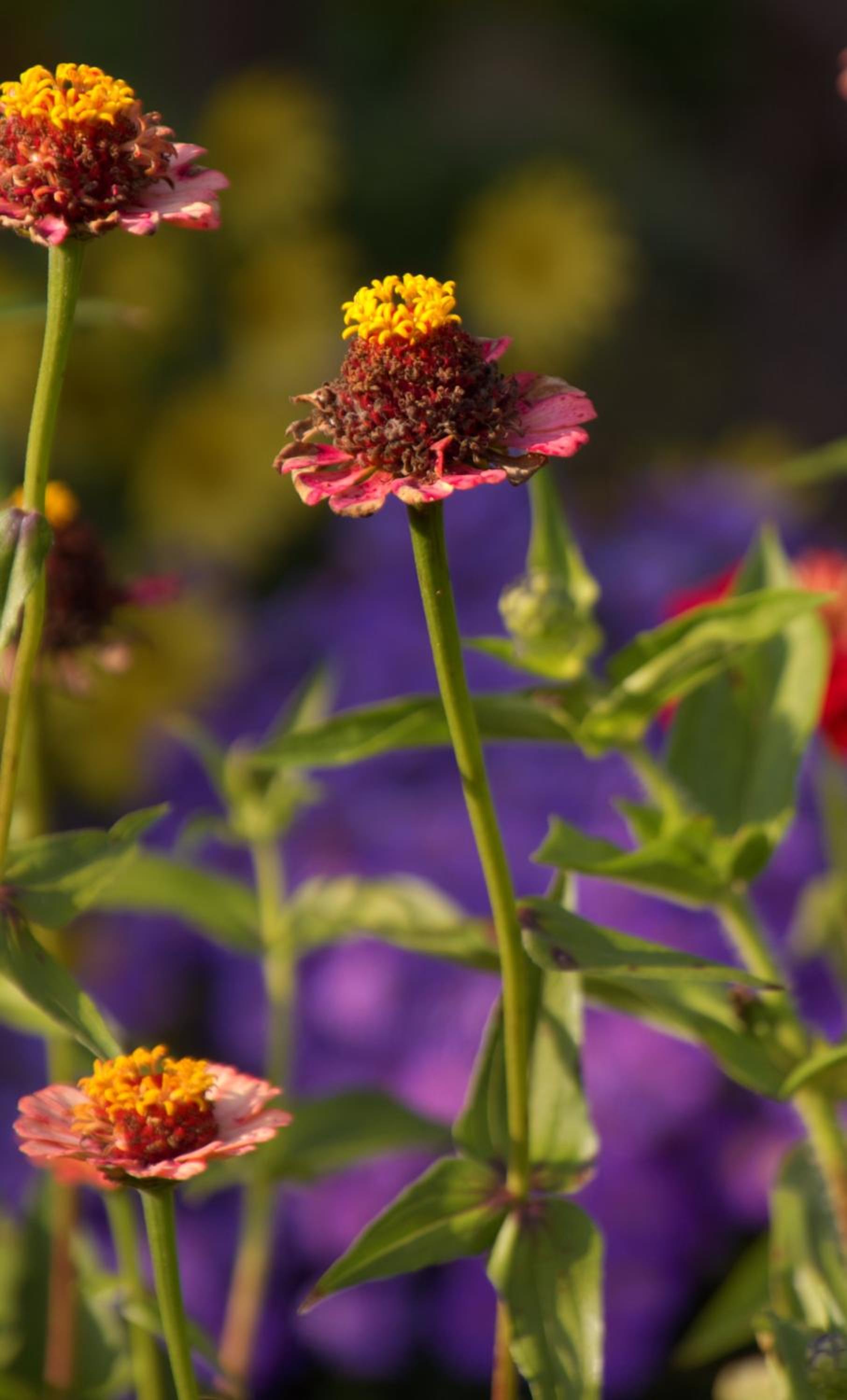 Pension Aloisia
