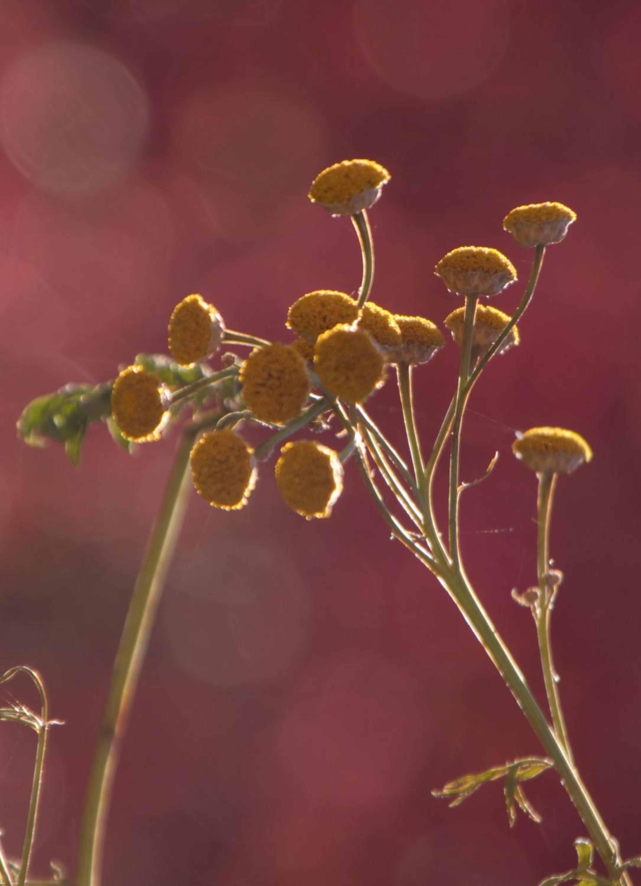 Pension Aloisia