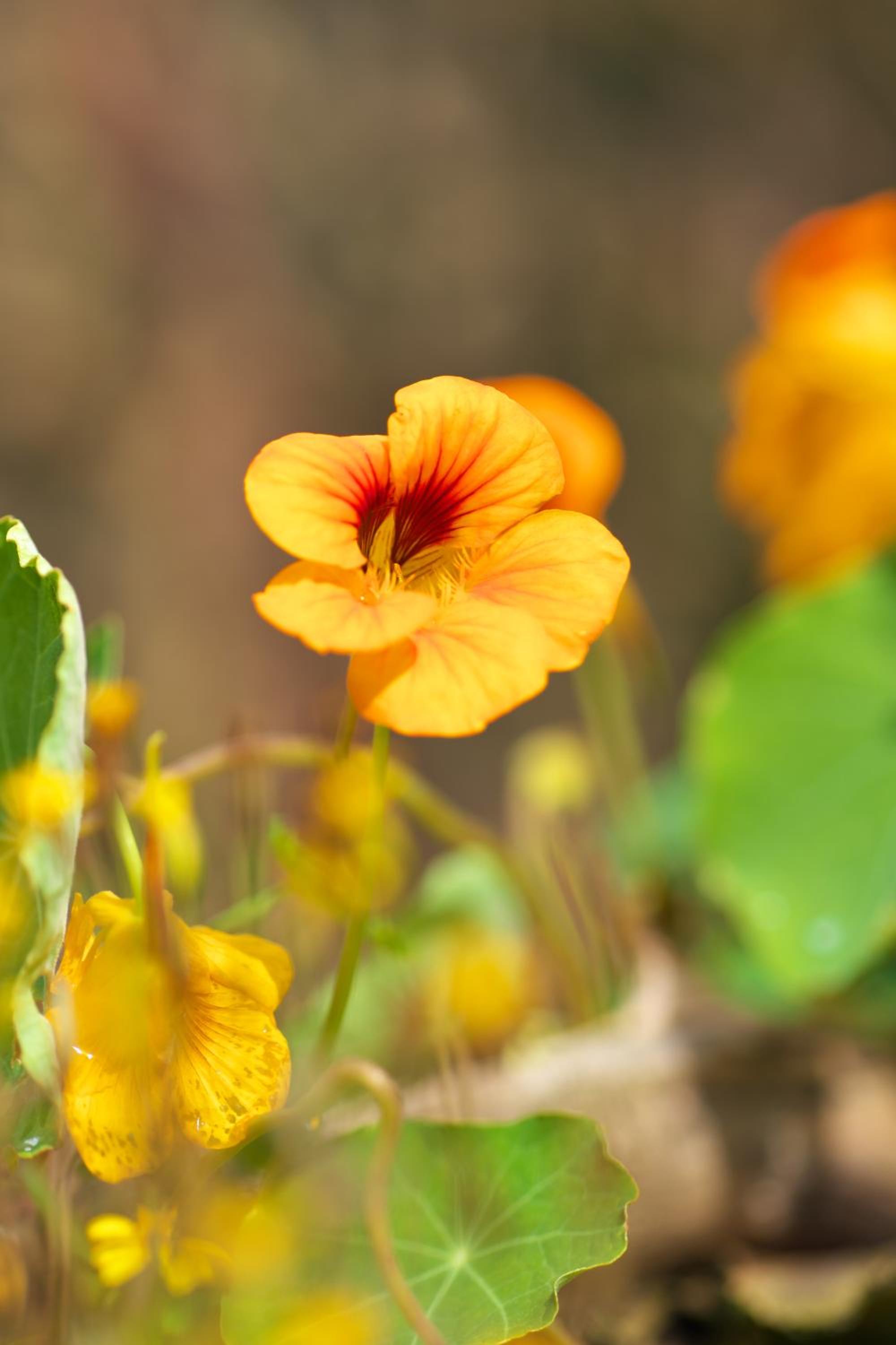 Pension Aloisia
