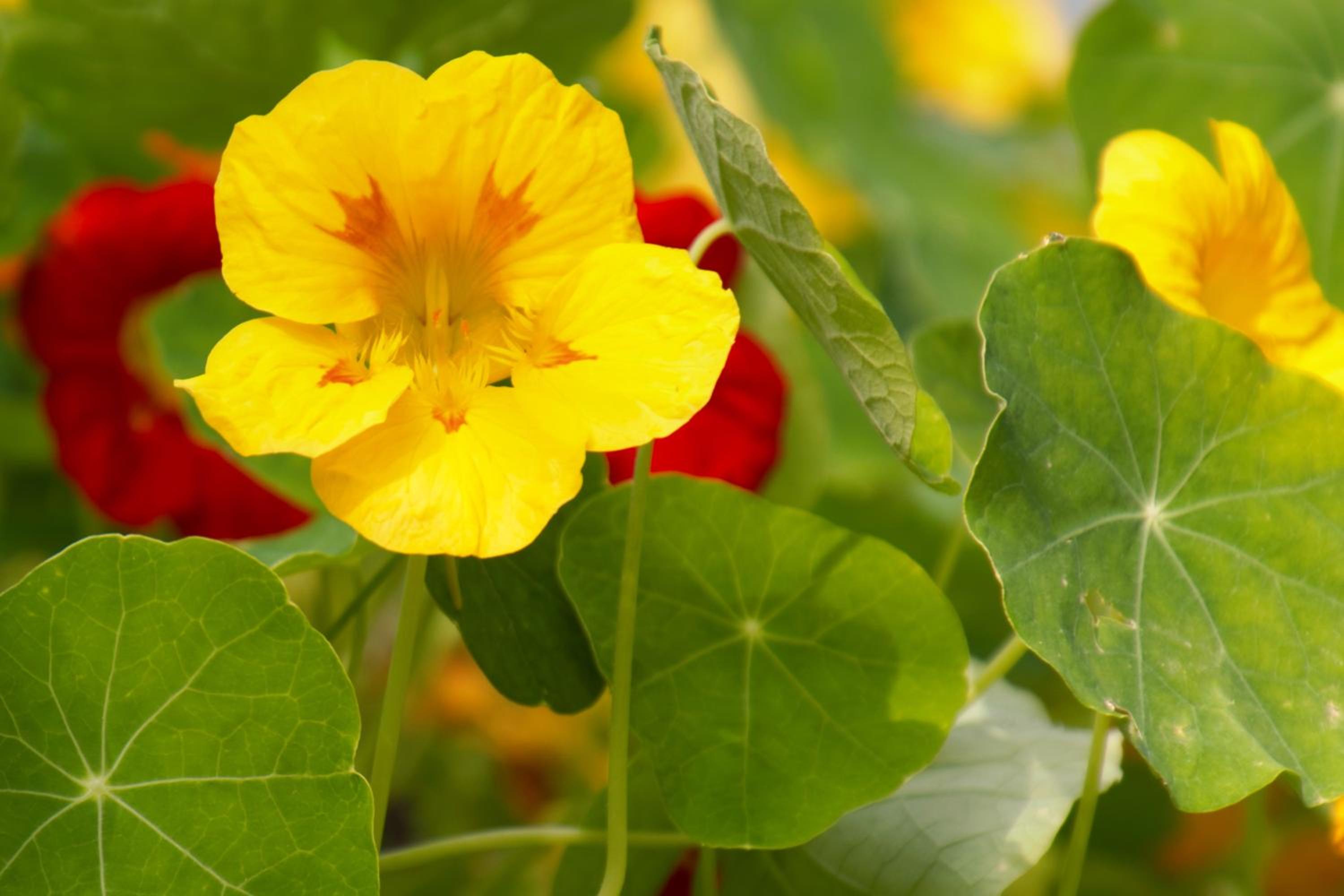 Pension Aloisia