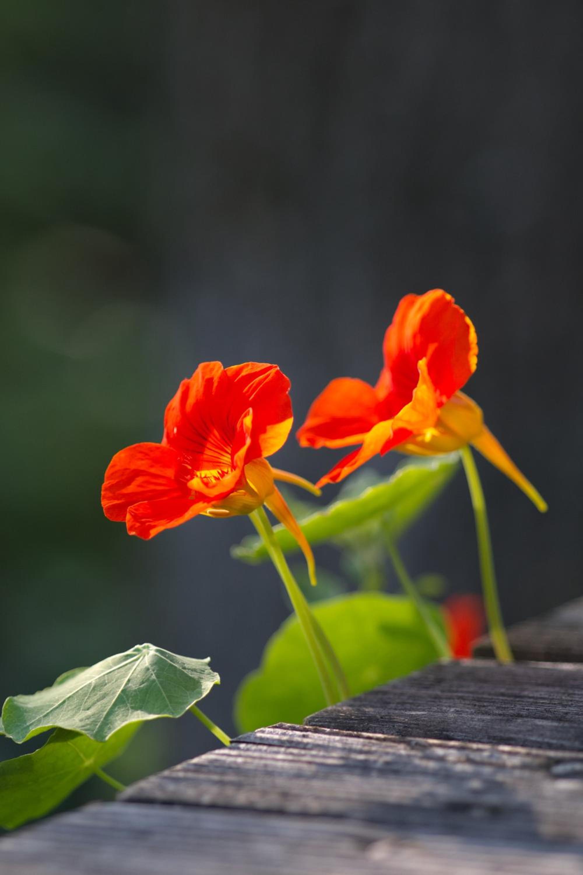 Pension Aloisia