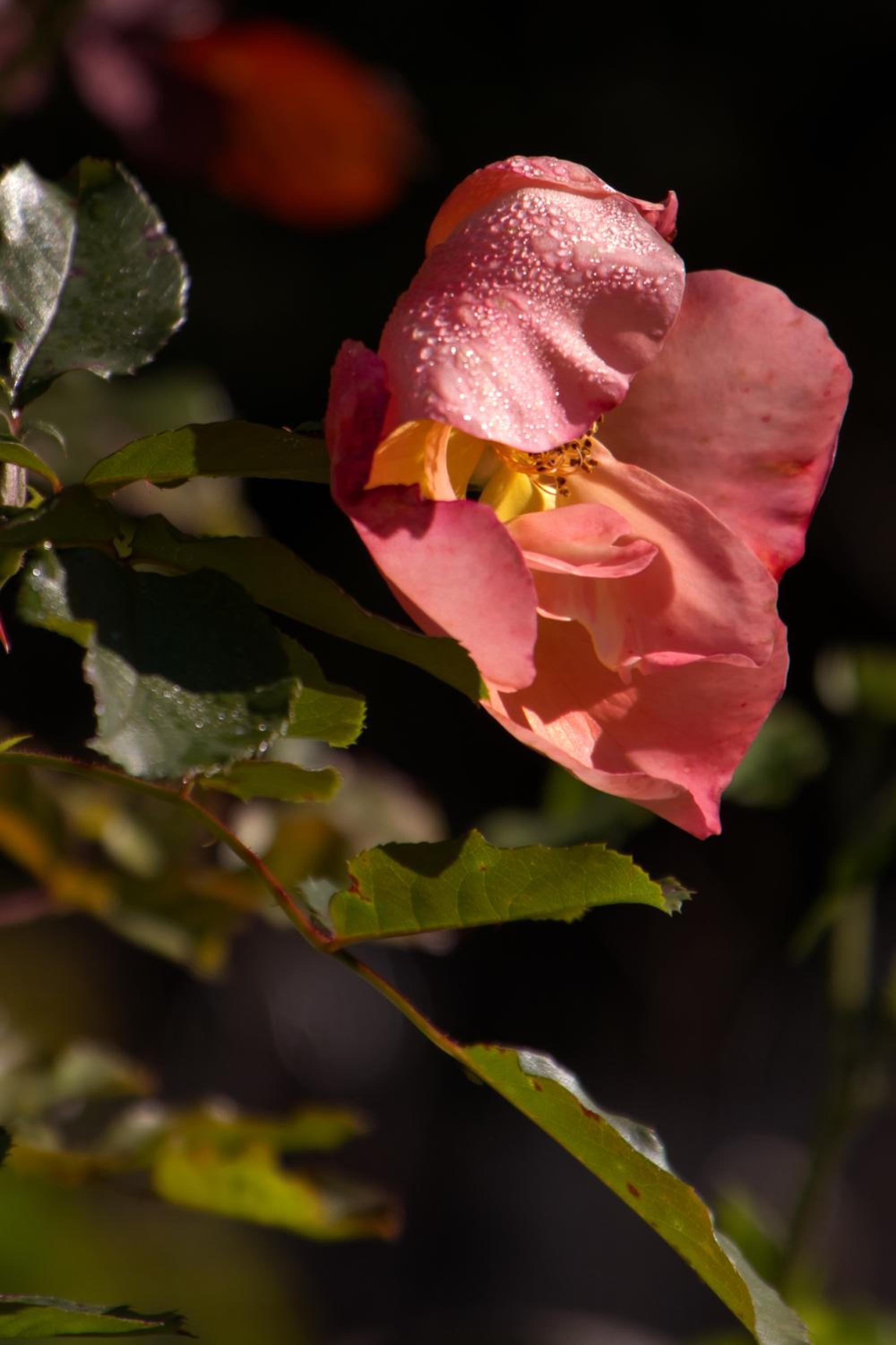 Pension Aloisia