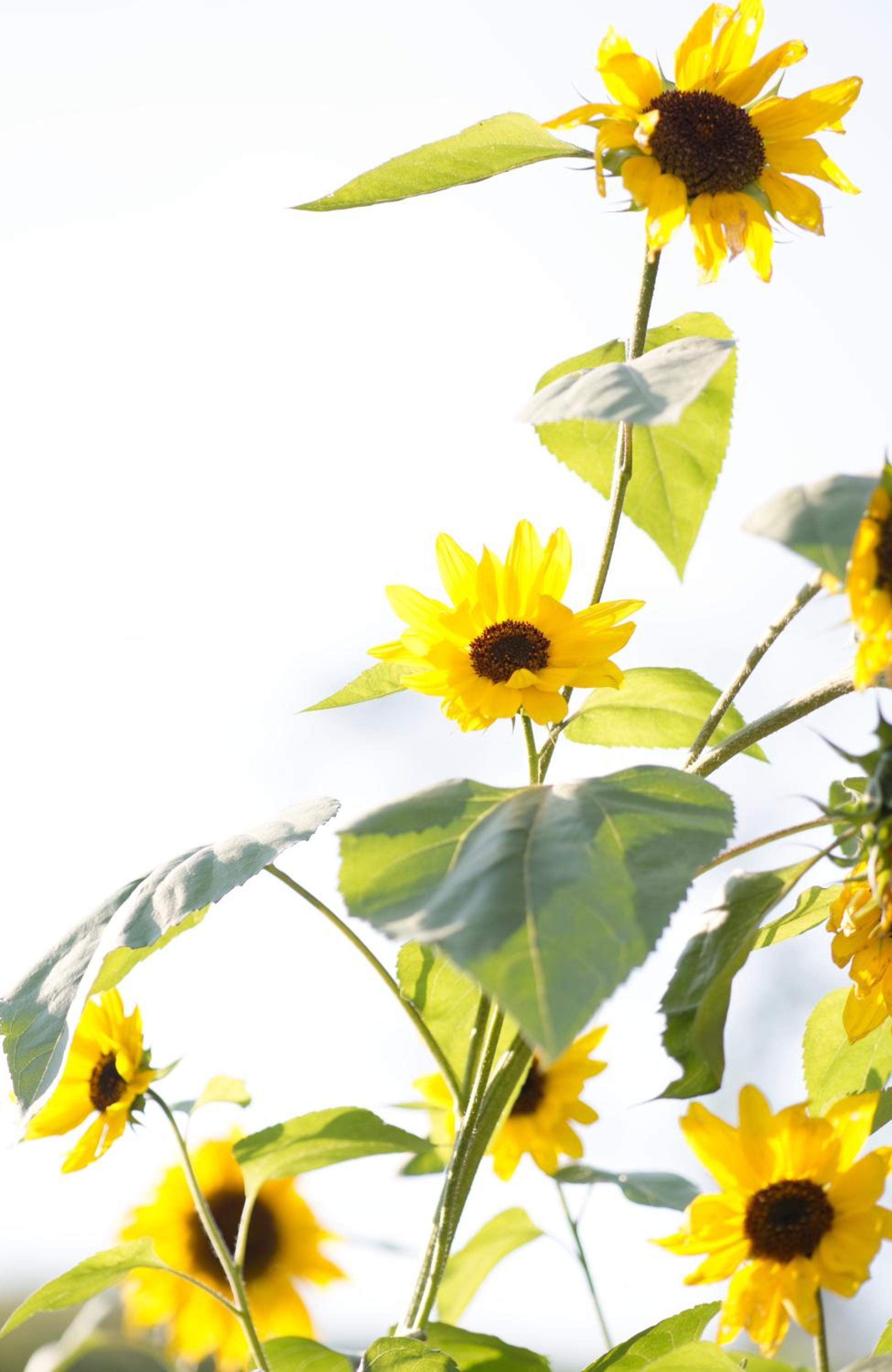 Pension Aloisia