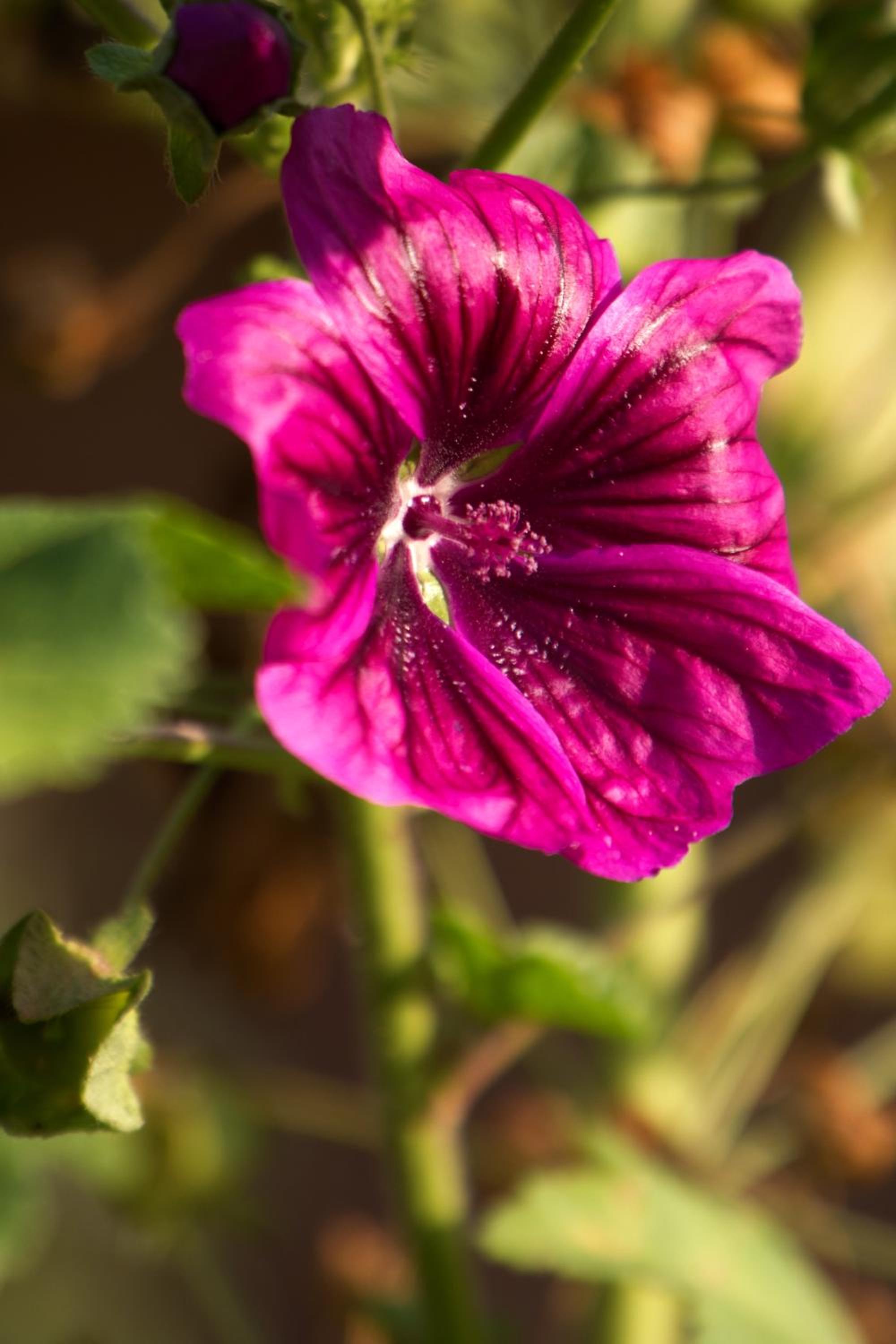 Pension Aloisia