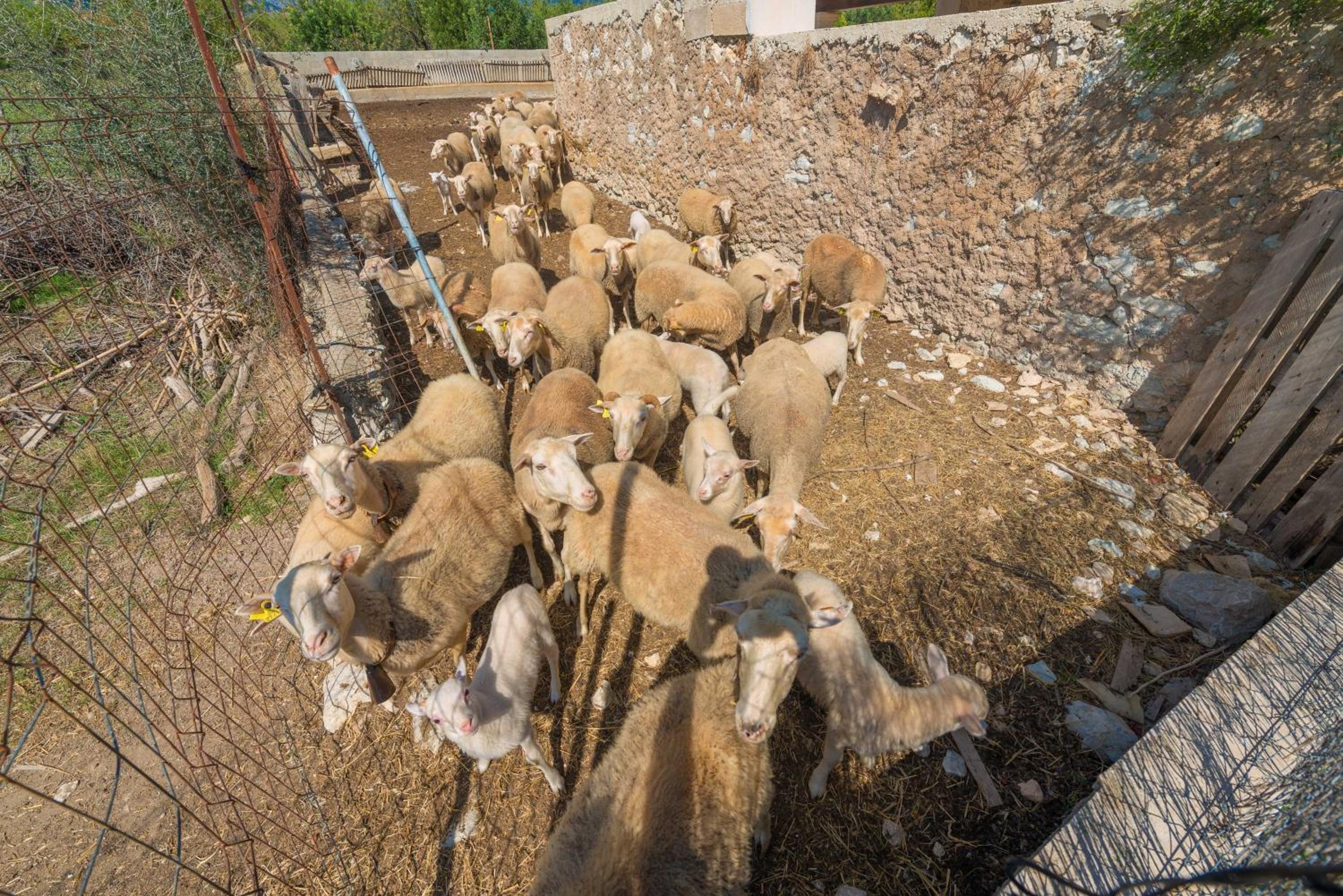 Granja