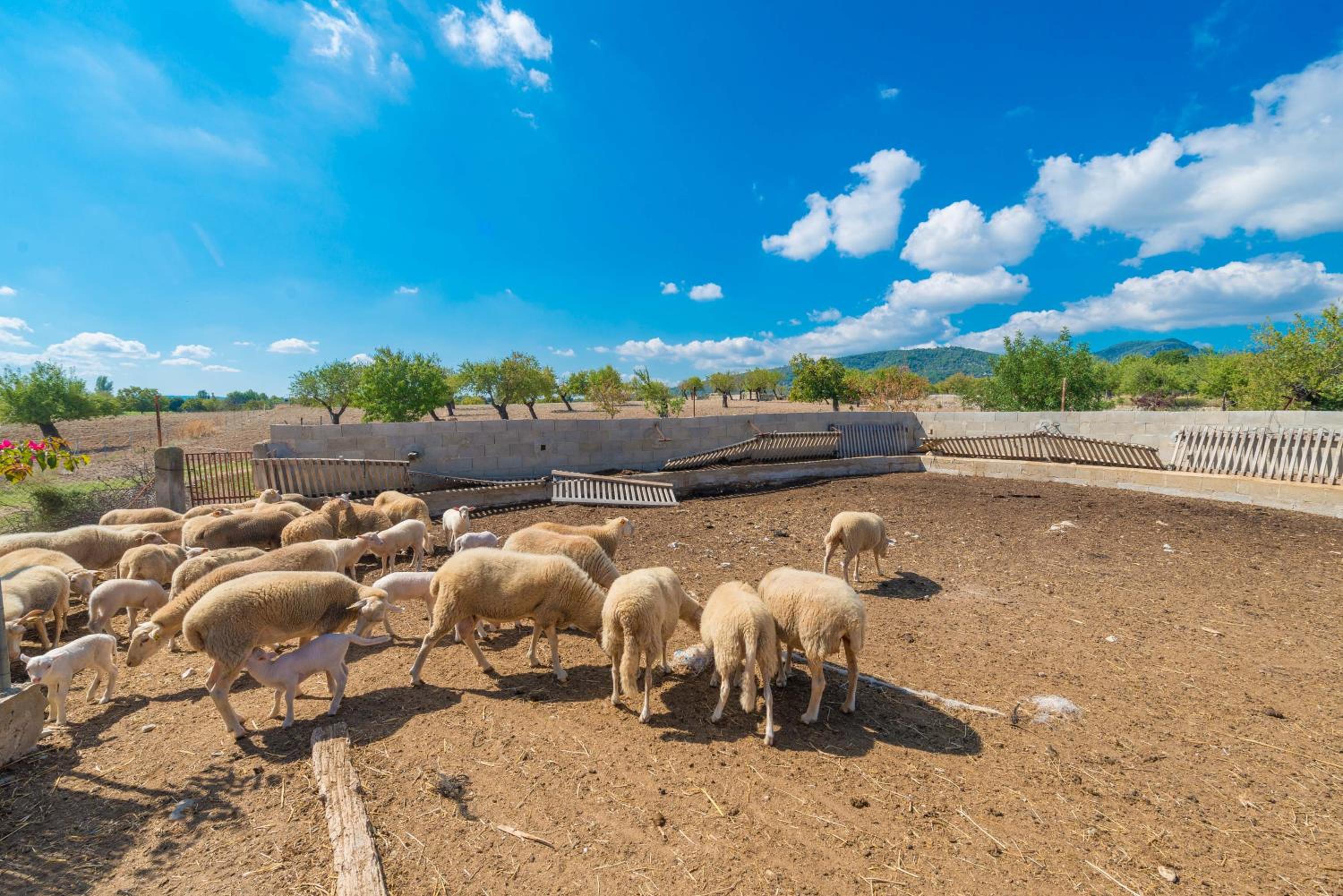Granja