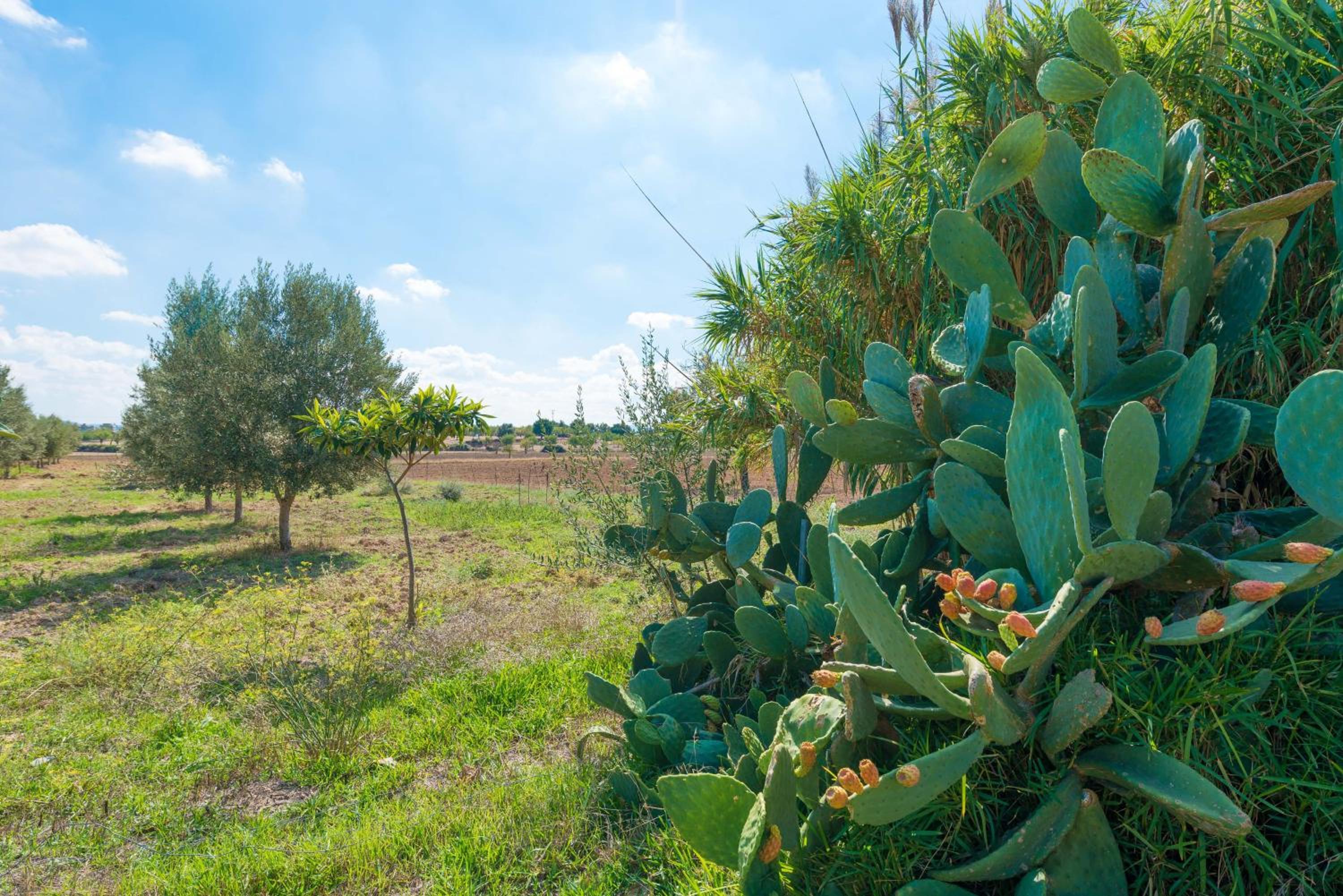 Granja