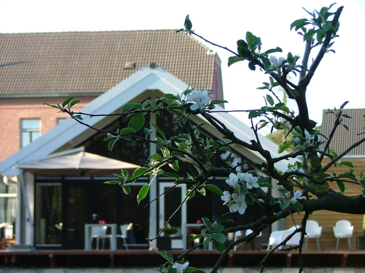 Rosa Arvensis, photo 43