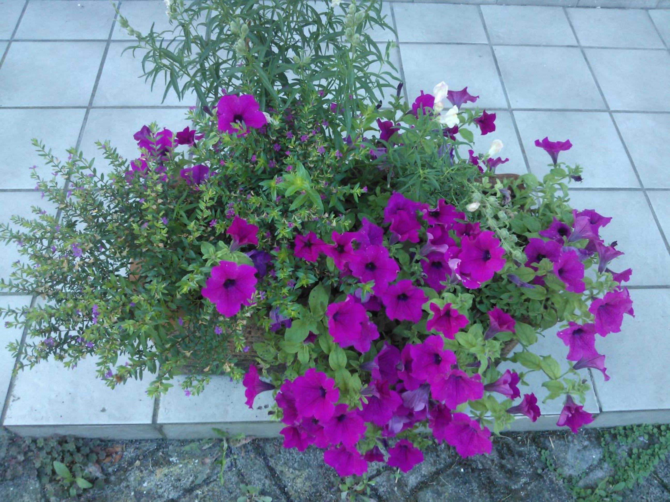 Photo 44